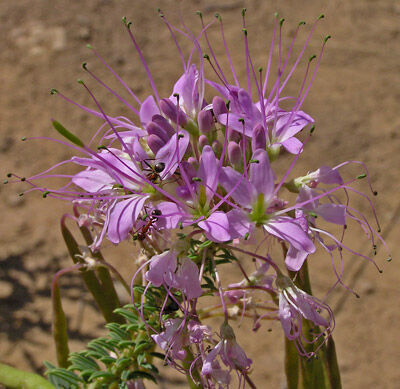 rocky mountain bee plant.jpeg