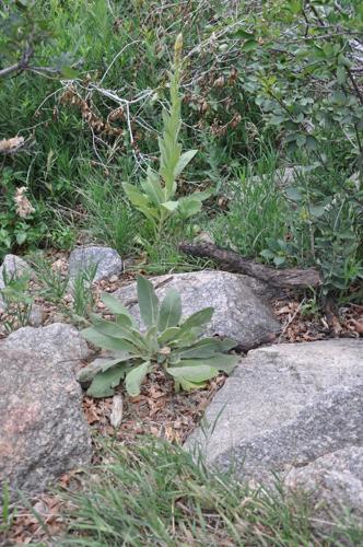 Year-round gardening: Be on lookout for noxious weeds
