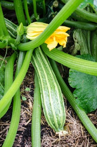 Year-Round Gardening: Celebrate fruits of your labor so far, then tackle August gardening chores