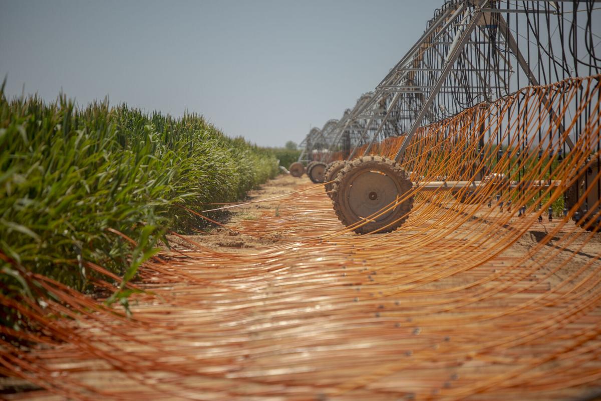 Agriculture 8.JPG