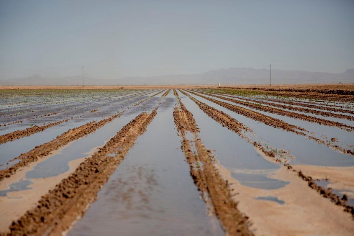 Agriculture 14.JPG