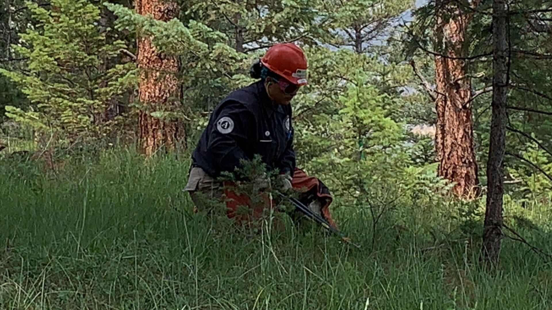 Liana Salaiz of Mile High Youth Corps clears small trees as part of a wildfire mitigation project near Evergreen. (MarianneGoodlandmarianne.goodland@coloradopolitics.comhttps://secure.gravatar.com/avatar/125a14b7bd9266f61a445ec13b1d3605?d=mm&r=g)