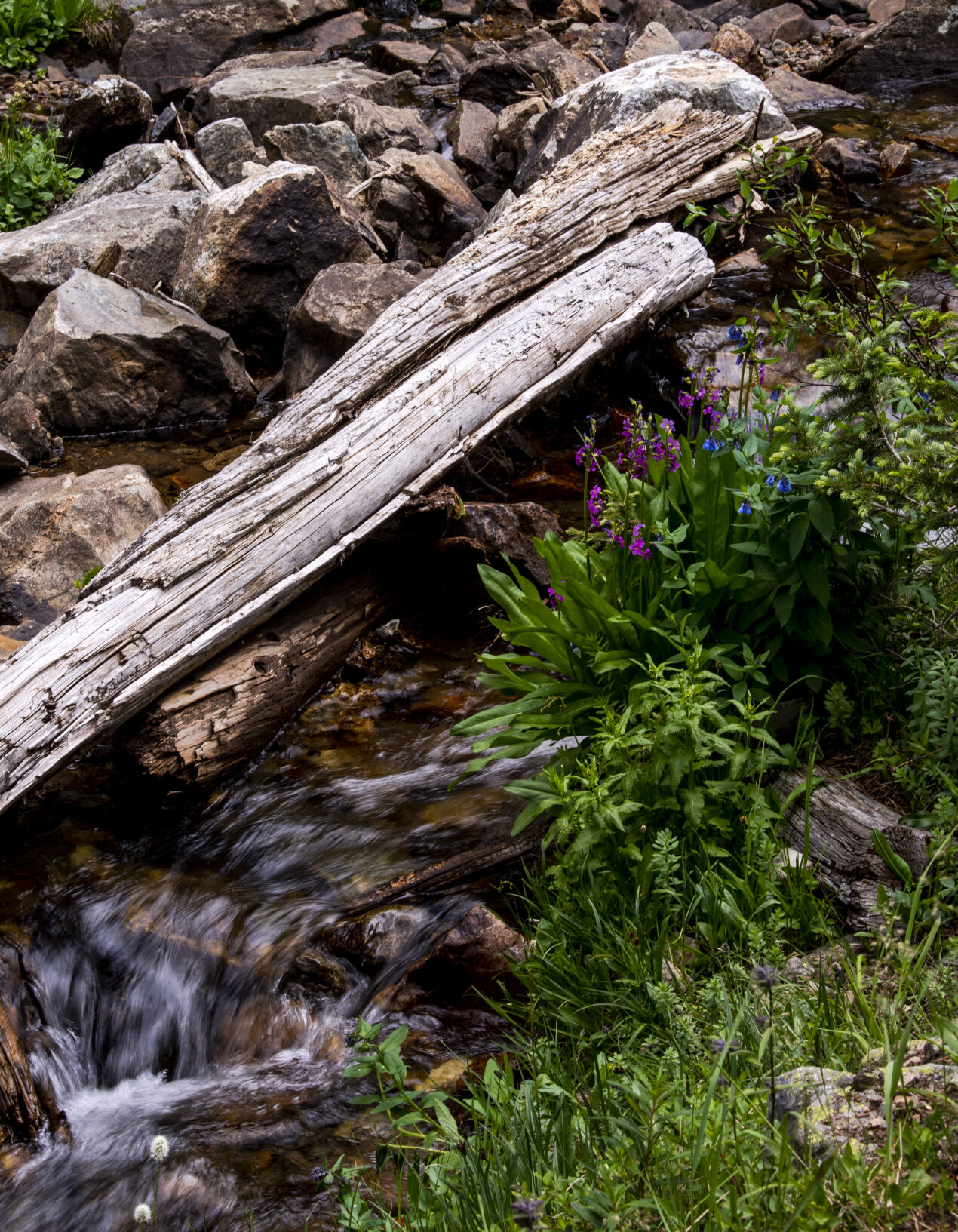 Wildflowers crow next to a creek at Arapahoe Basin on Wednesday, July 20, 2022. (Parker Seibold / The Gazette) (Parker Seibold / The Gazette)