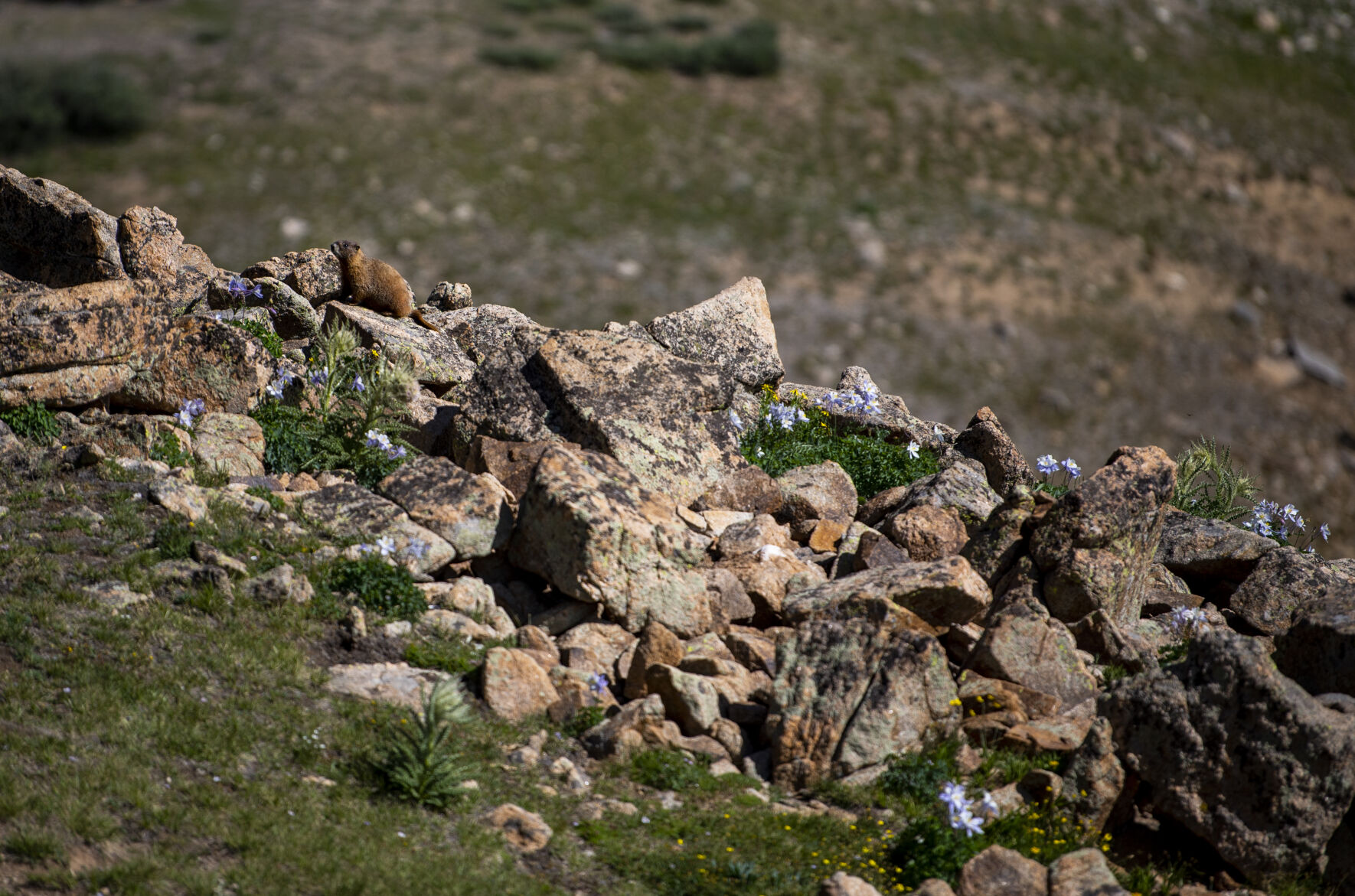 A marmot sits on a rock, surrounded by pops of color created by blooming wildflowers on Loveland Pass on Wednesday, July 20, 2022. (Parker Seibold / The Gazette) (Parker Seibold / The Gazette)