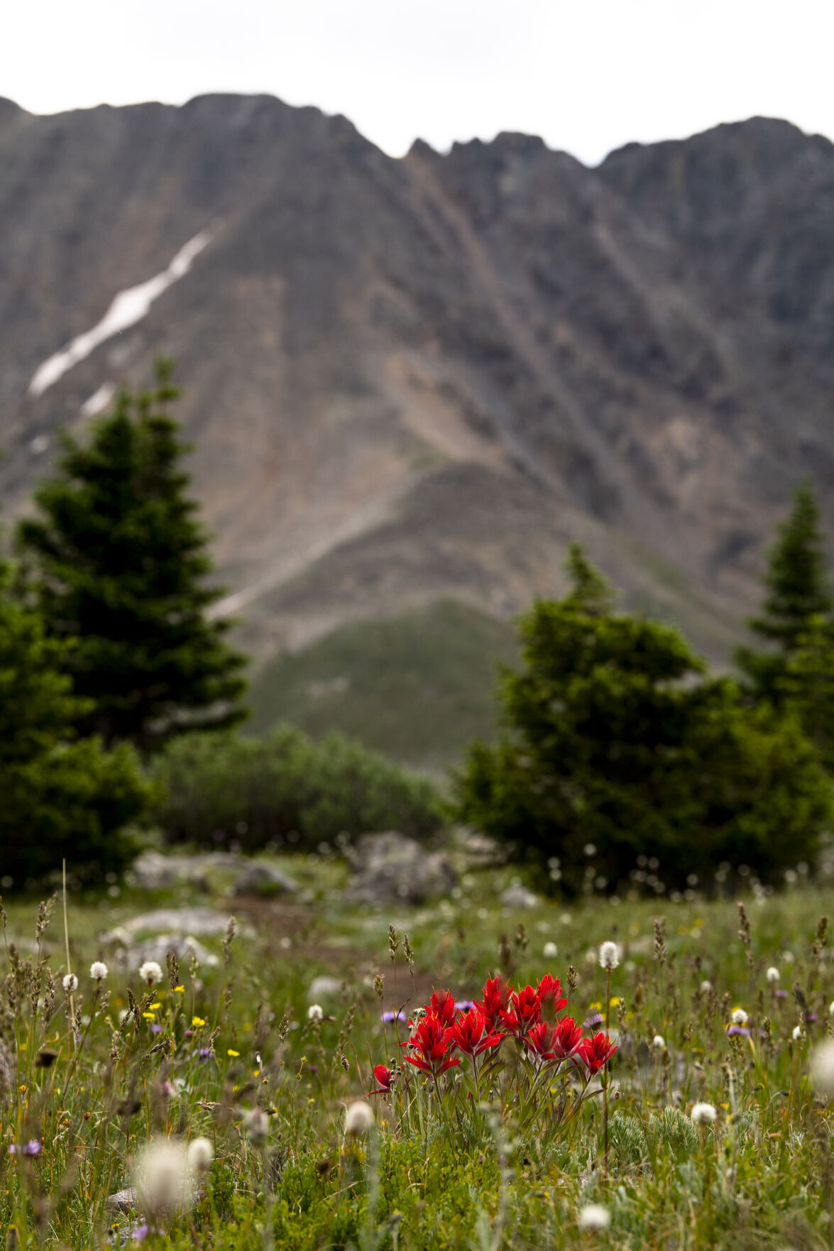 Pops of color make a drive or hike up Loveland Pass especially beautiful as wildflowers cover the hillsides on Wednesday, July 20, 2022. (Parker Seibold / The Gazette) (Parker Seibold / The Gazette)