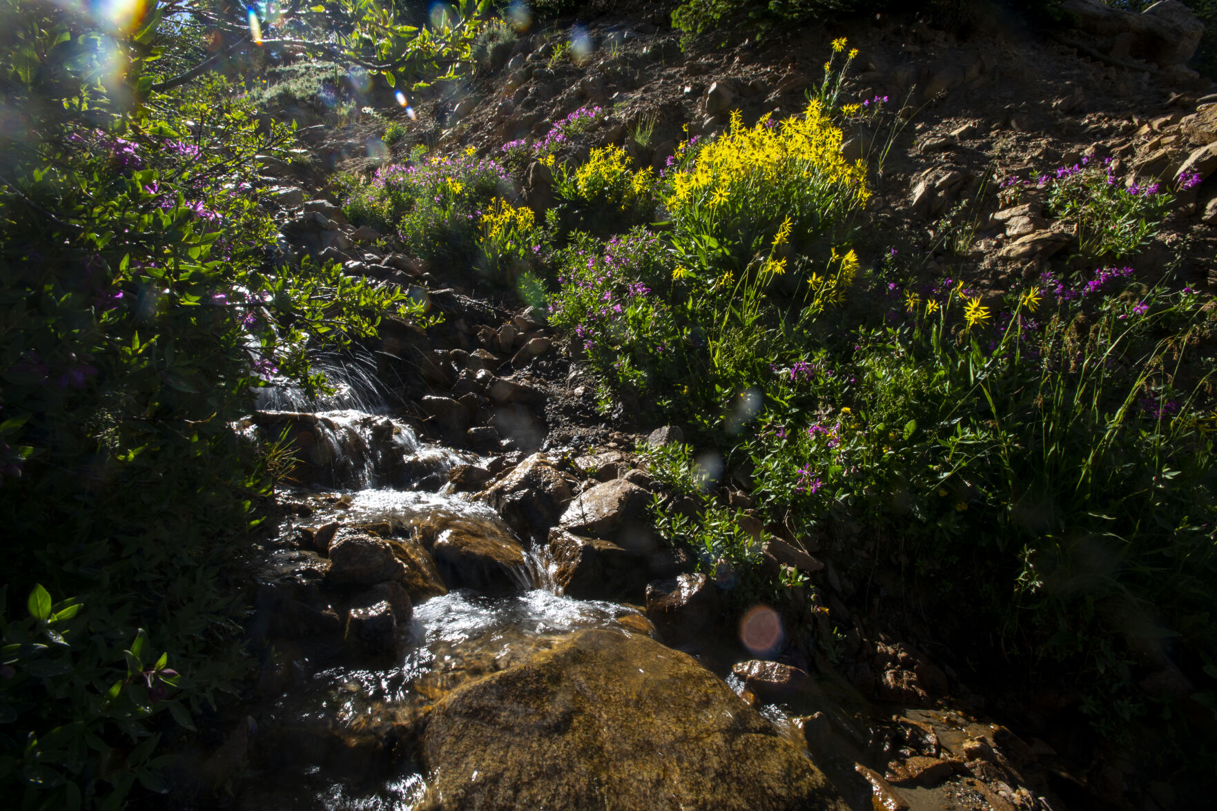 Pops of color make a drive or hike up Loveland Pass especially beautiful as wildflowers cover the hillsides on Wednesday, July 20, 2022. (Parker Seibold / The Gazette) (Parker Seibold / The Gazette)