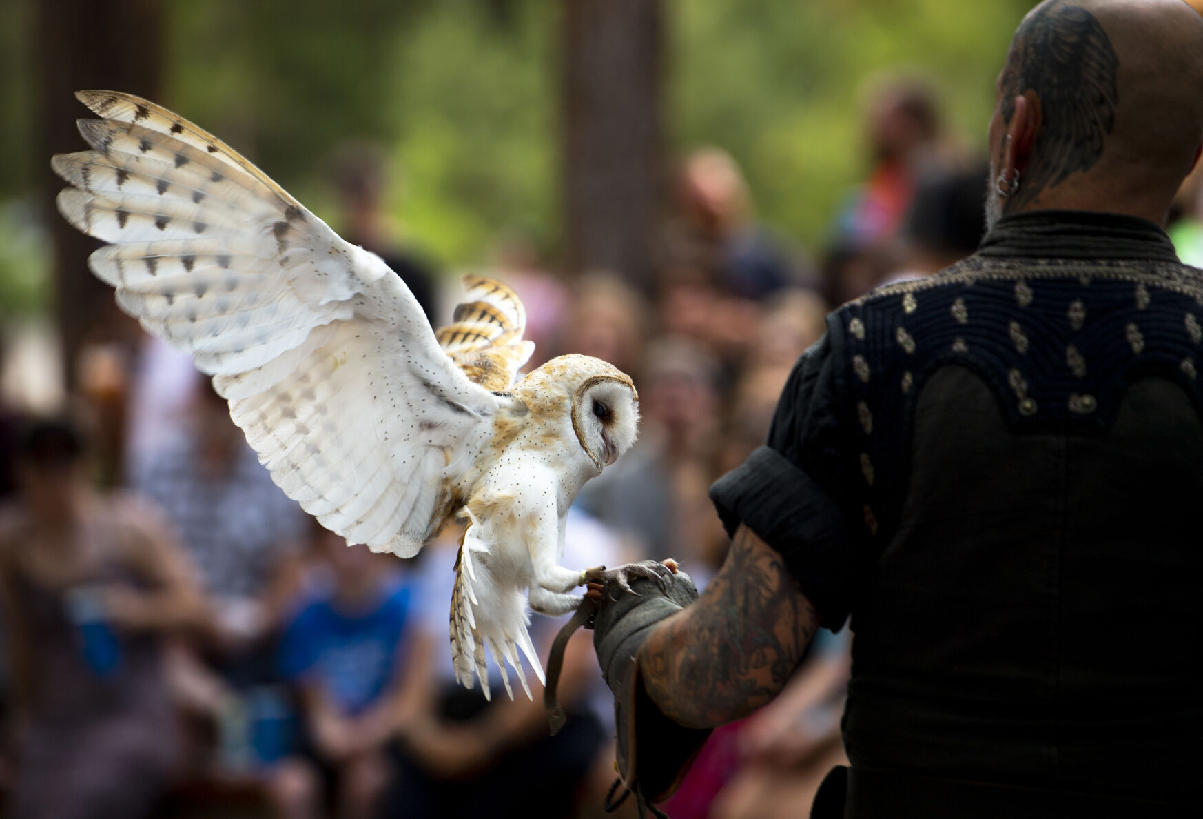 Gesa the barn owl lands on master falconer Ash Cary of Knightwings during a birds of prey show at the Colorado Renaissance Festival in Larkspur on Saturday, July 16, 2022. The festival runs every Saturday and Sunday from 10 a.m. to 6:30 p.m. through August 7. (Parker Seibold / The Gazette) (Parker Seibold / The Gazette)