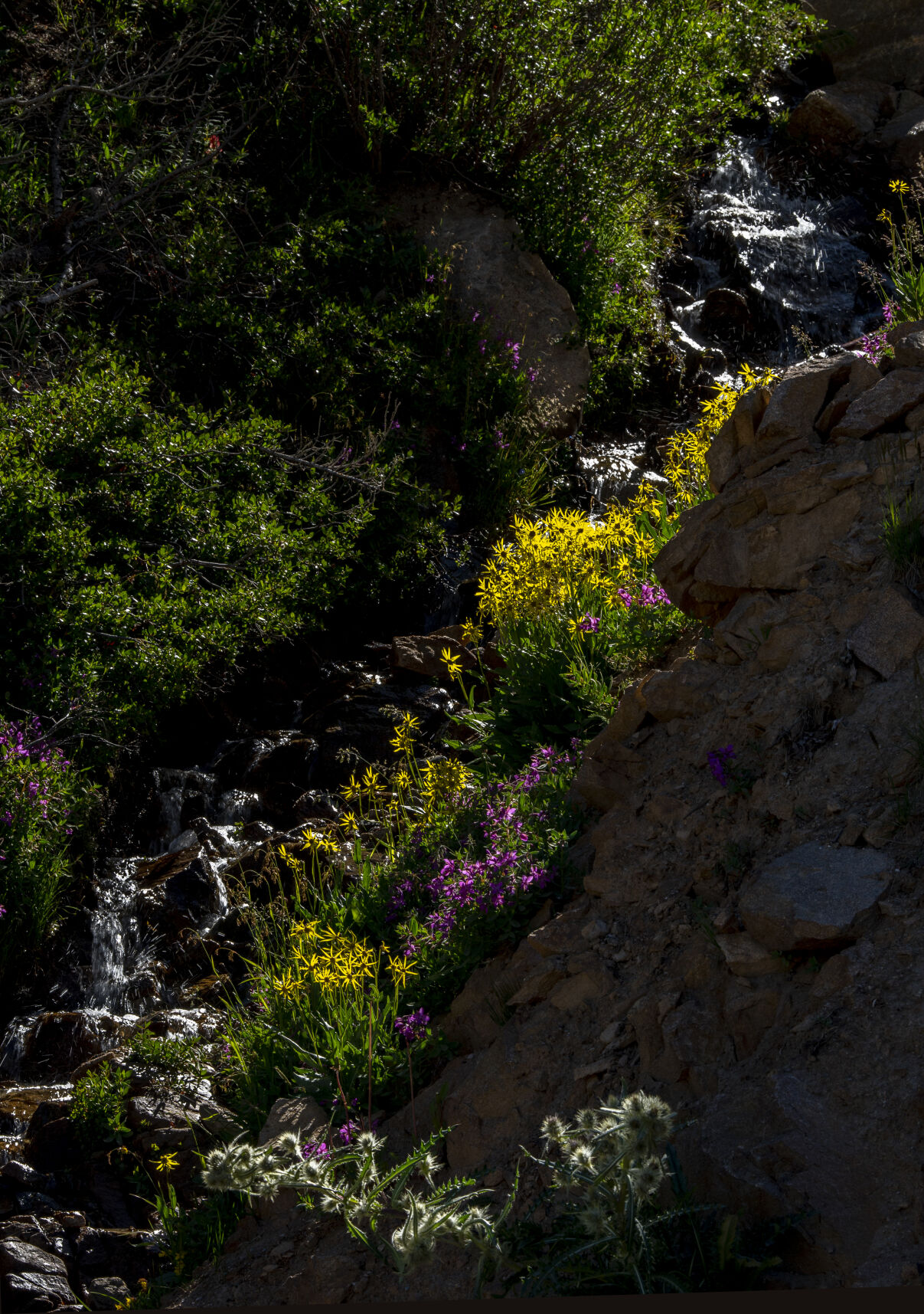 Pops of color make a drive or hike up Loveland Pass especially beautiful as wildflowers cover the hillsides on Wednesday, July 20, 2022. (Parker Seibold / The Gazette) (Parker Seibold / The Gazette)