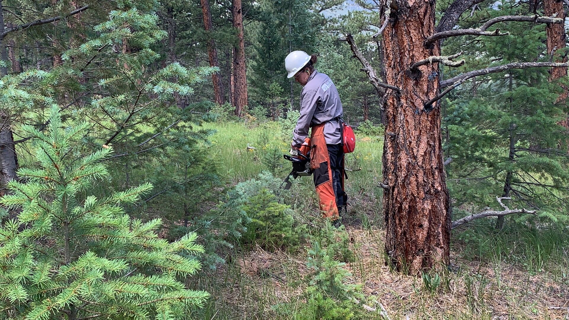 A Mile High Youth Corps crew member helps clear small trees at a state-funded wildfire mitigation project near Evergreen. (MarianneGoodlandmarianne.goodland@coloradopolitics.comhttps://secure.gravatar.com/avatar/125a14b7bd9266f61a445ec13b1d3605?d=mm&r=g)