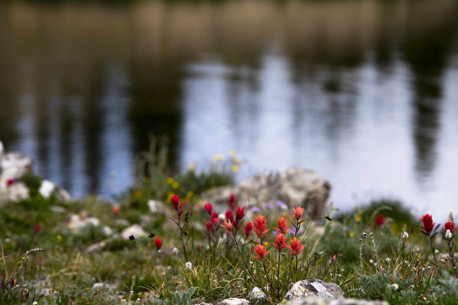 Wildflowers were in full bloom at Lake Kaz and throughout Summit County on Wednesday, July 20, 2022. (Parker Seibold / The Gazette) (Parker Seibold / The Gazette)