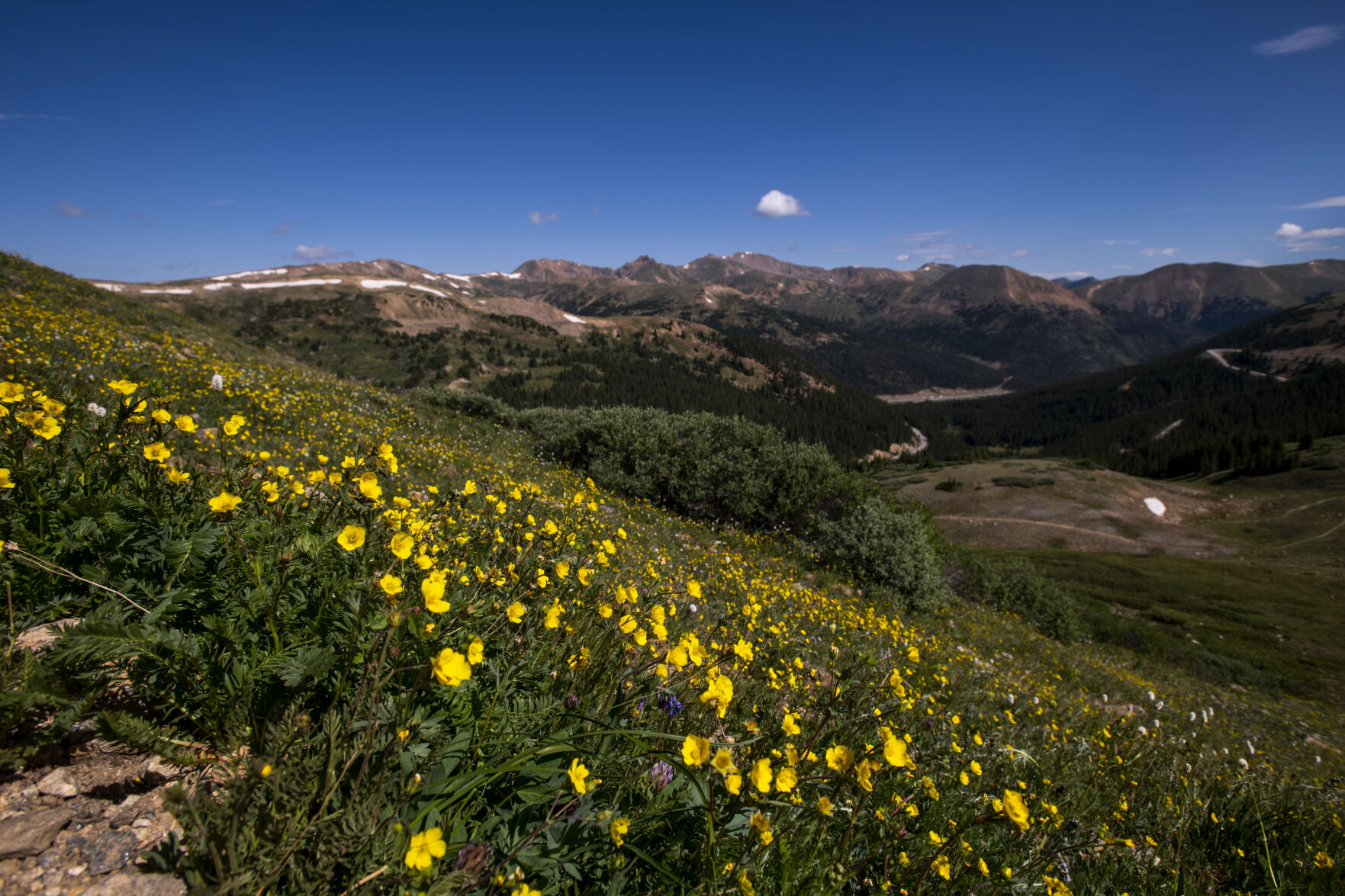Pops of color make a drive or hike up Loveland Pass especially beautiful as wildflowers cover the hillsides on Wednesday, July 20, 2022. (Parker Seibold / The Gazette) (Parker Seibold / The Gazette)