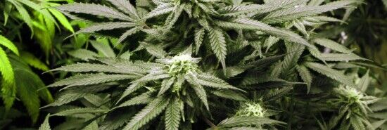 Half of public says marijuana has 'negative' effect on society: Poll