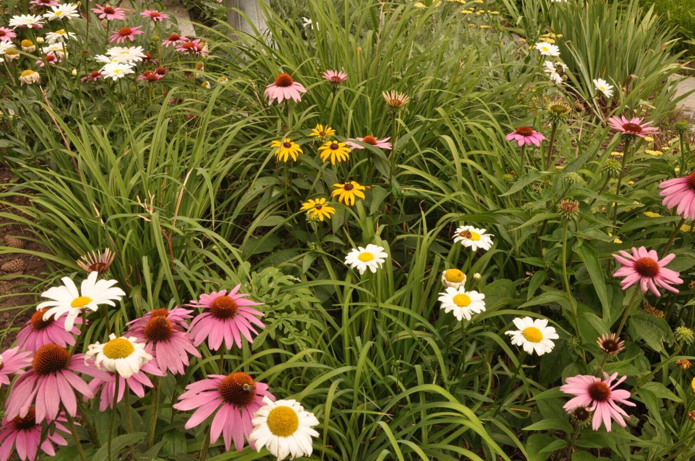 Year-round gardening: Now’s a good time to divide herbaceous perennials
