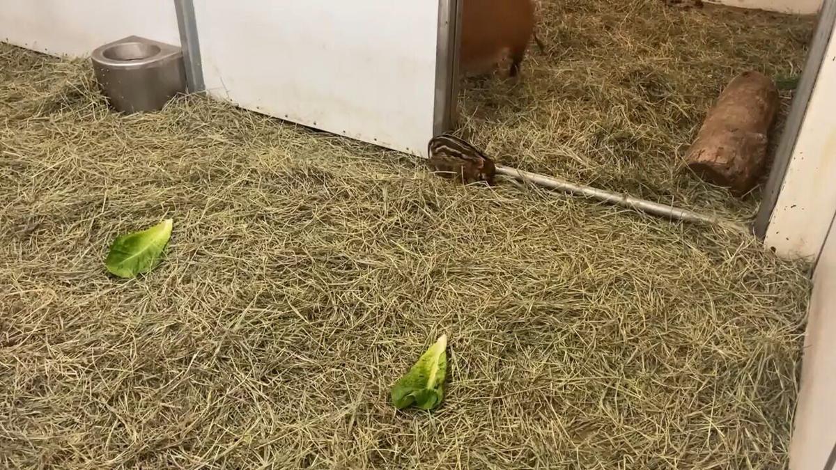 Cheyenne Mountain Zoo welcomes baby red river hog
