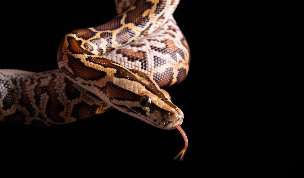 A Burmese python. Photo Credit: jenjen42 (iStock).