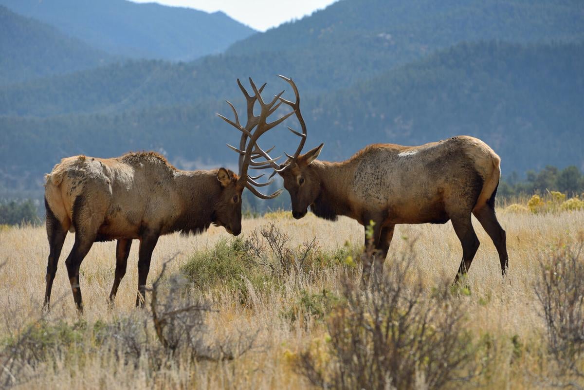 Two bull elks rub their antlers, ready to fight. Photo Credit: SeanXu (iStock).