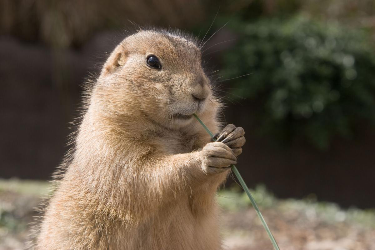 prairie dog