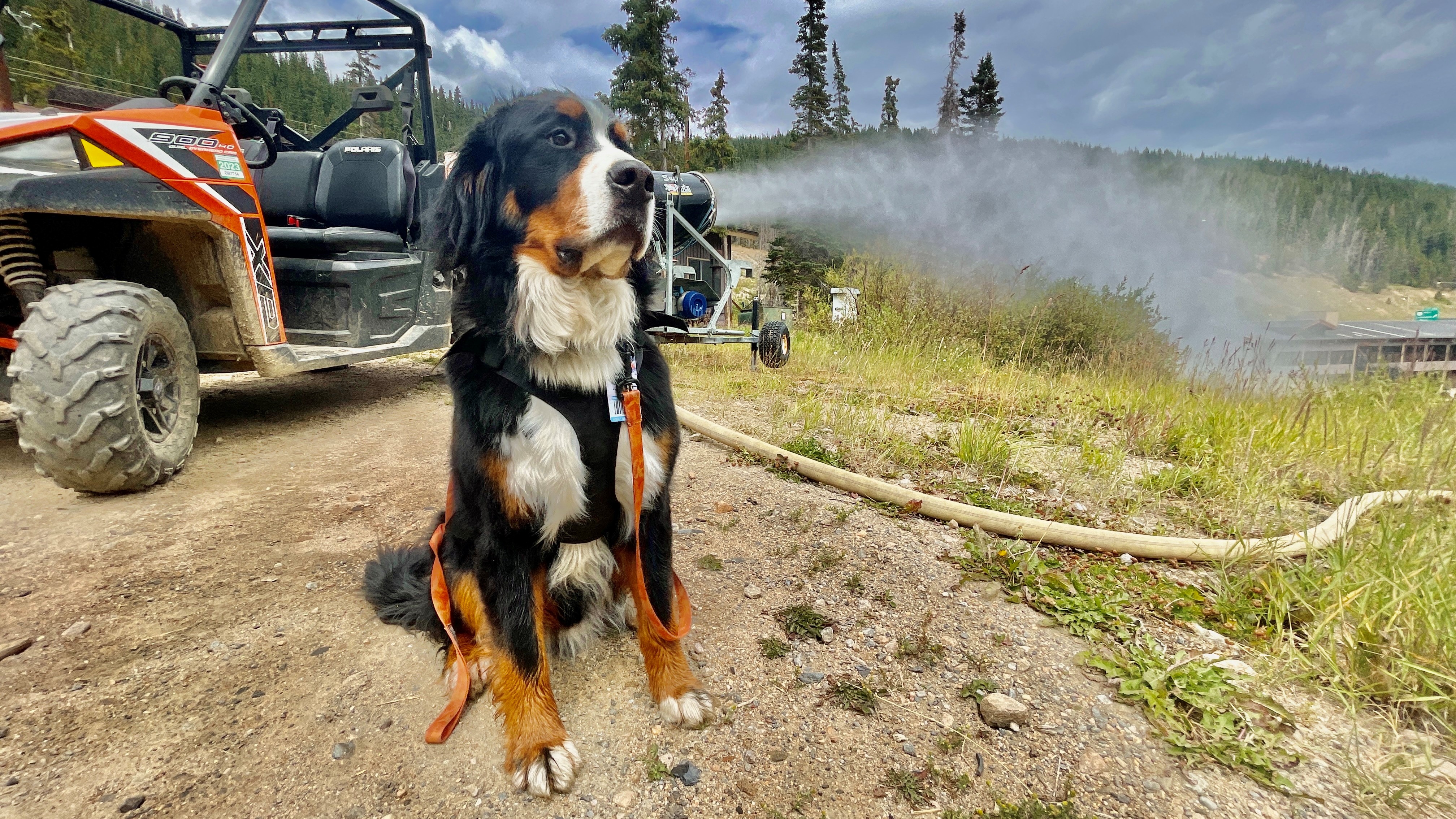 Parker the dog watches the snow making guns test at Loveland Ski Area, Tuesday, Sept. 13, 2022 in Clear Creek County. (Courtesy, Loveland Ski Area/Dustin Schaefer)