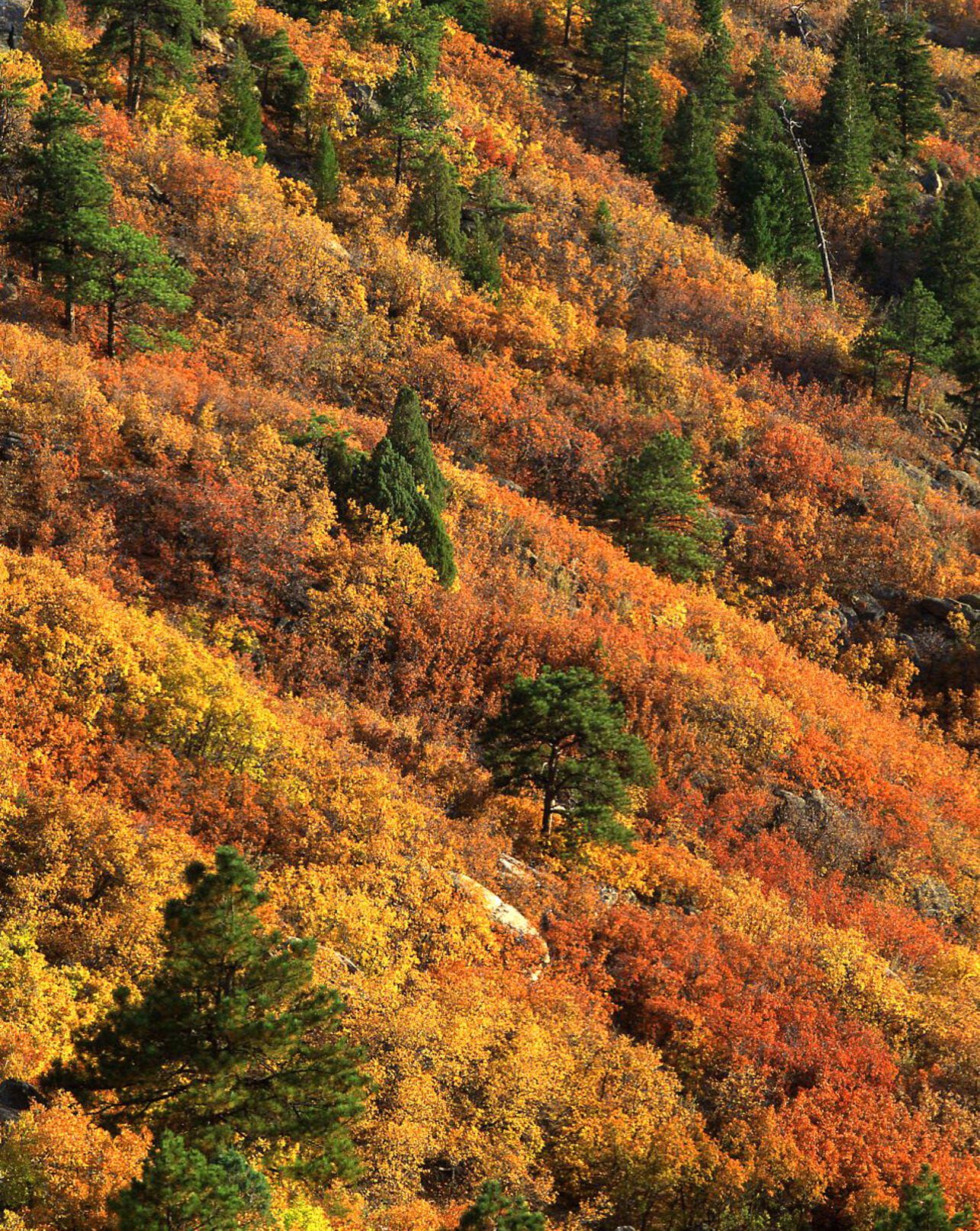 While aspens steal the show in Colorado, this native tree also delivers fall colors