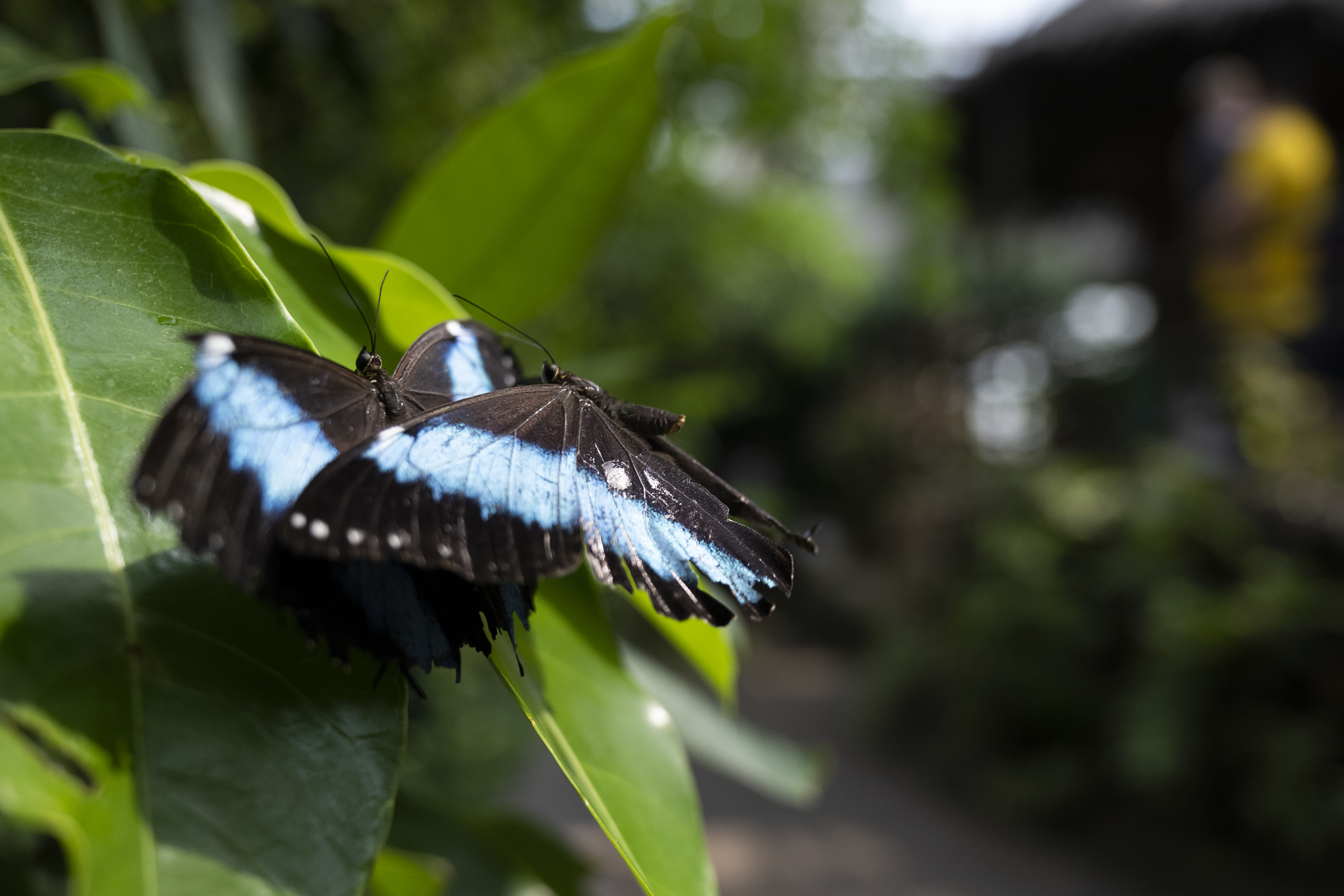 Two banded morpho butterflies try to occupy the same leaf on Sunday, July 31, 2022, at the Butterfly Pavilion in Westminster, Colo.(Timothy Hurst/The Denver Gazette) (Timothy Hurst)