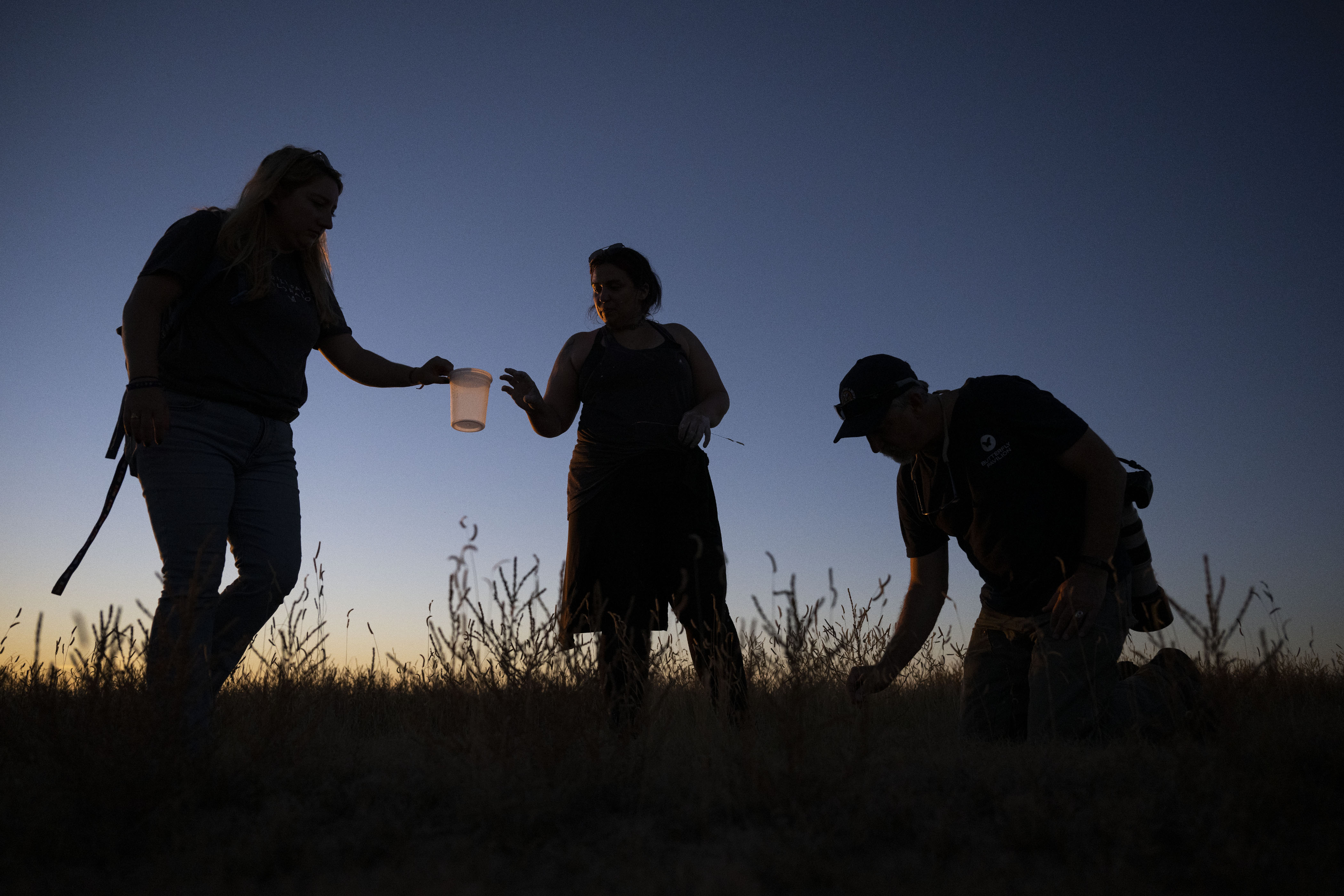 Tarantu-love: Saving Colorado’s ‘charismatic’ spider