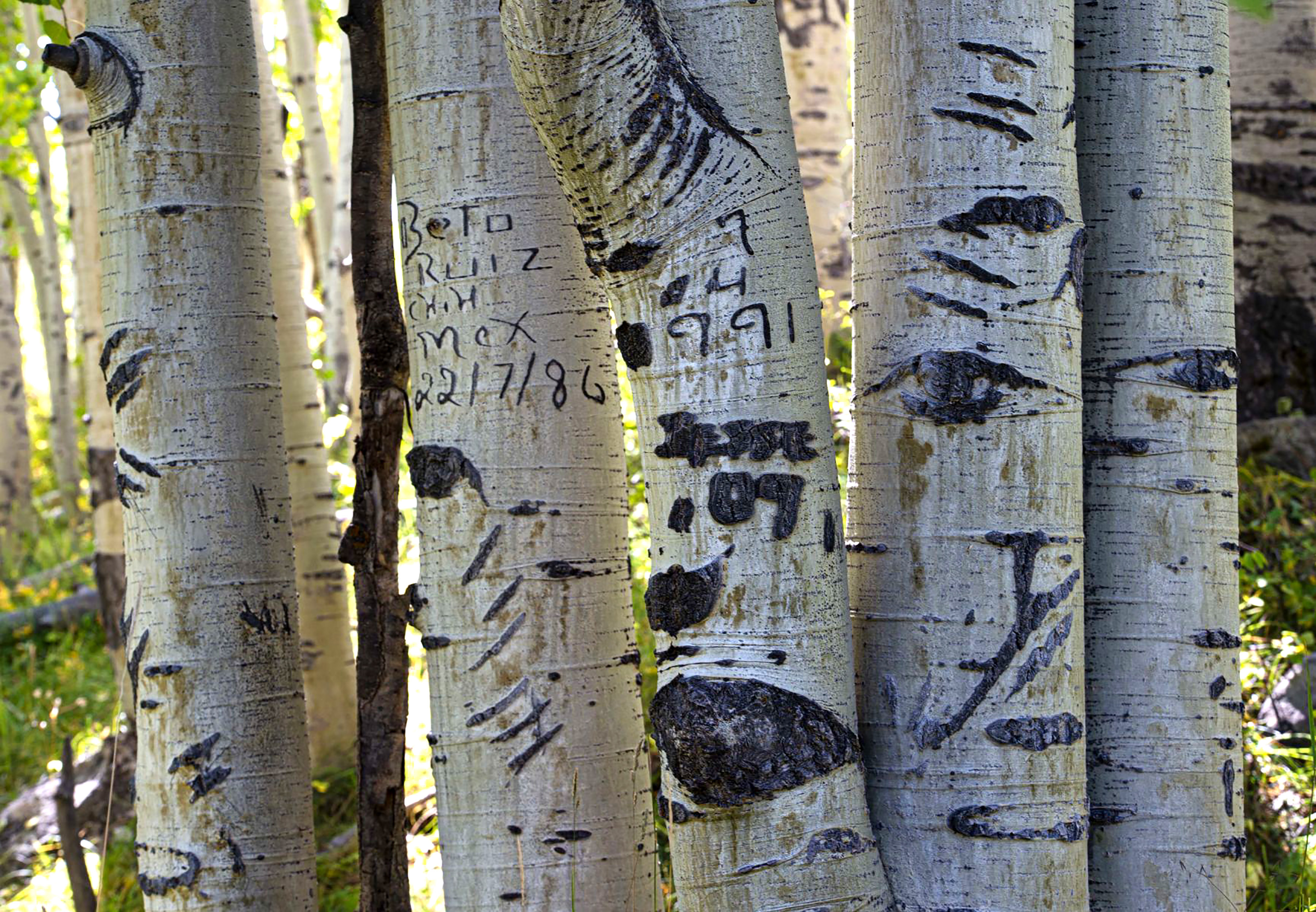 What you’re really doing when carving an aspen tree in Colorado