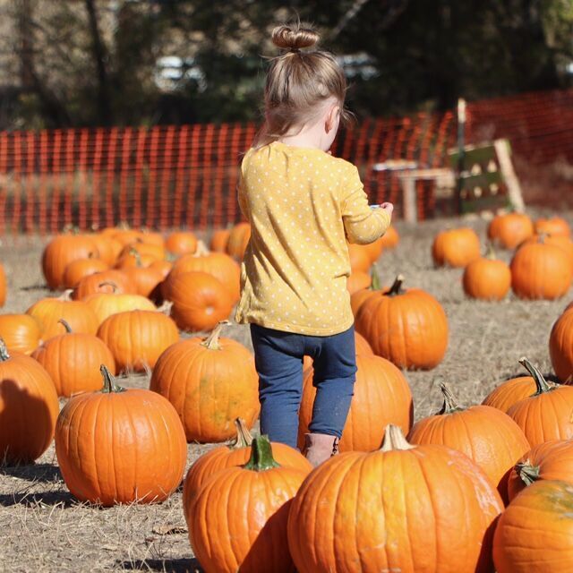Colorado Springs venue to host pumpkin extravaganza