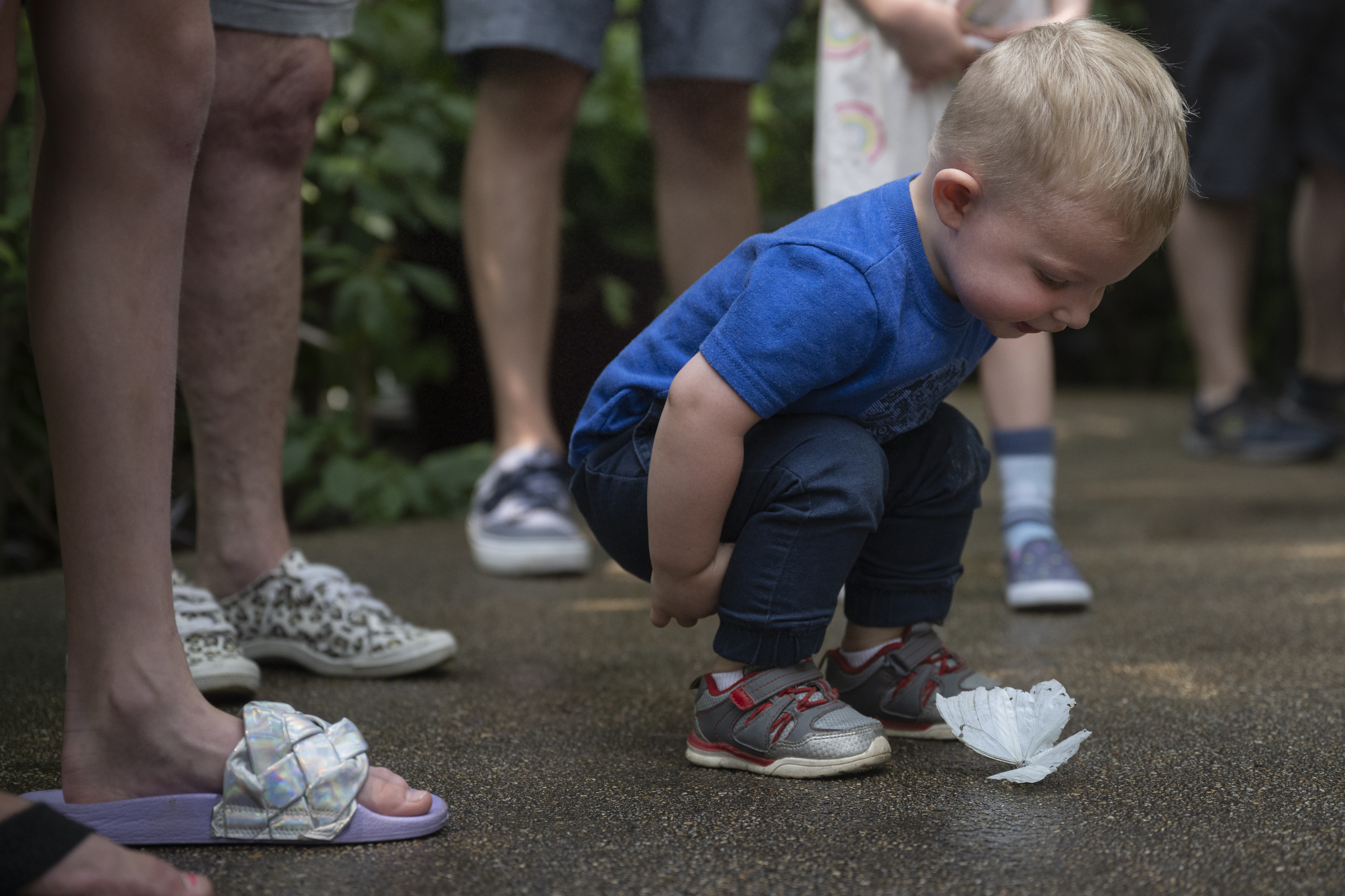 Daniel Hajek, 1, leans over to inspect a white morpho butterfly on Sunday, July 31, 2022, at the Butterfly Pavilion in Westminster, Colo.(Timothy Hurst/The Denver Gazette) (Timothy Hurst)