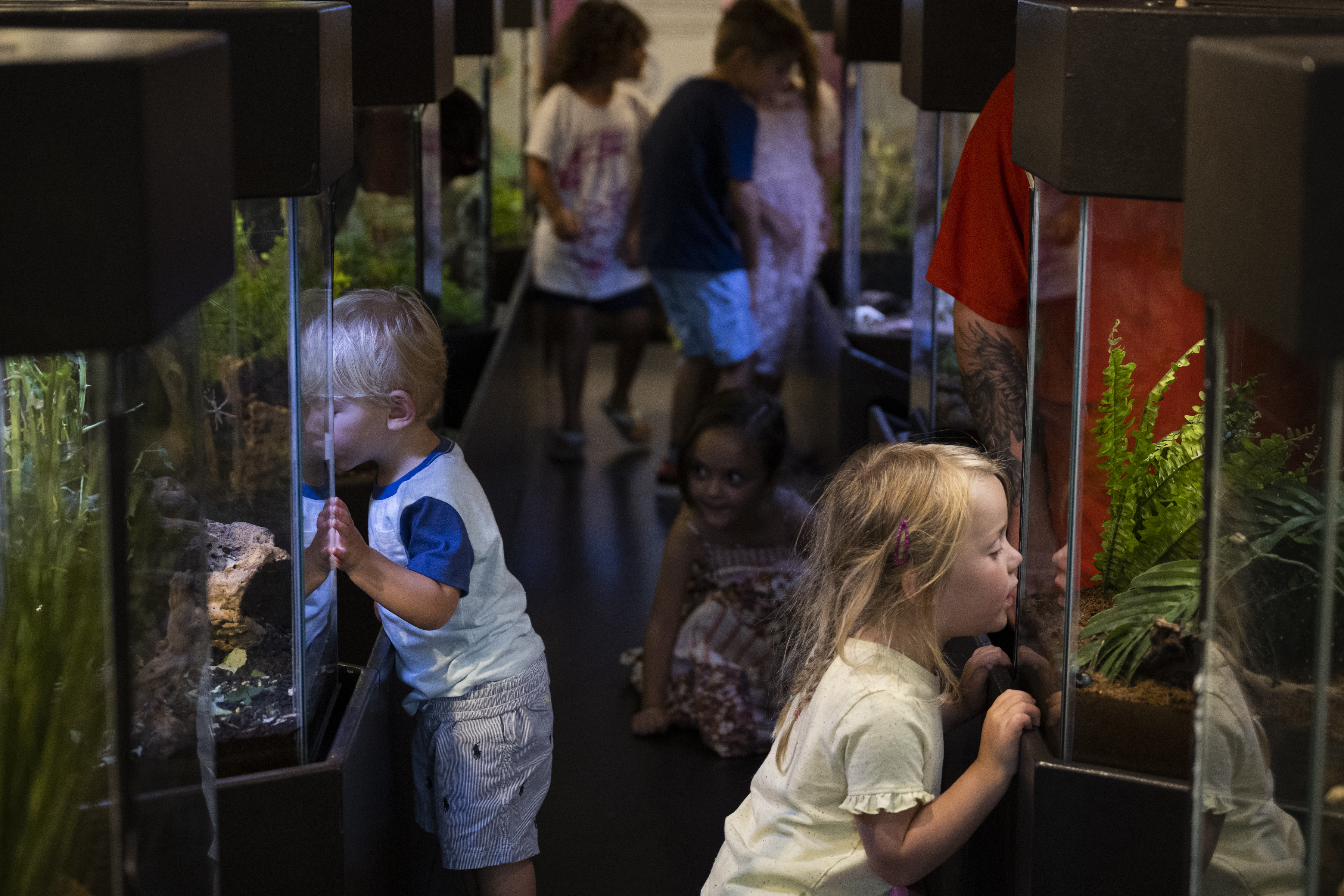 Children lean in to get a closer look at spiders and beetles on display on Sunday, July 31, 2022, at the Butterfly Pavilion in Westminster, Colo.(Timothy Hurst/The Denver Gazette) (Timothy Hurst)