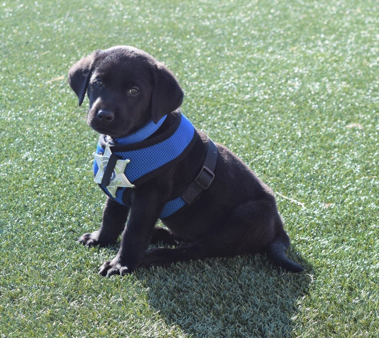 Cherry Creek Schools welcomes therapy dog
