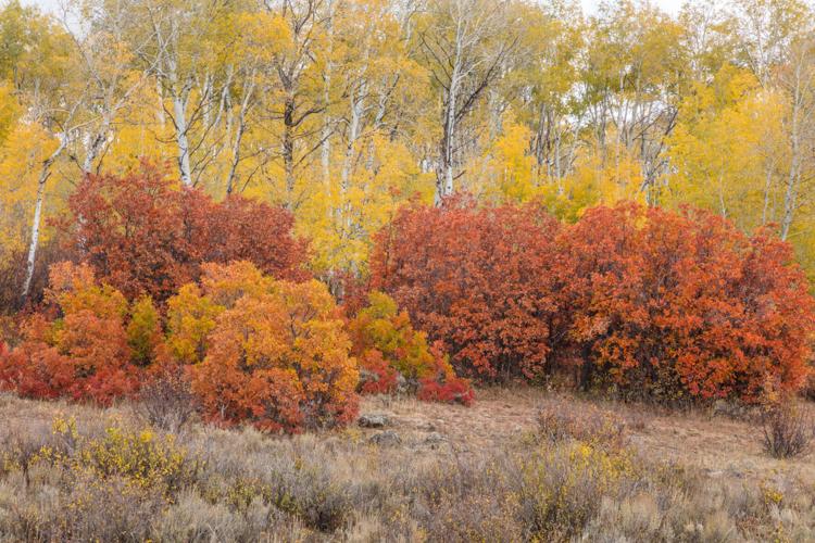 USFS Road 265 Gunnison National Forest, cloudy light, John Fielder.jpg