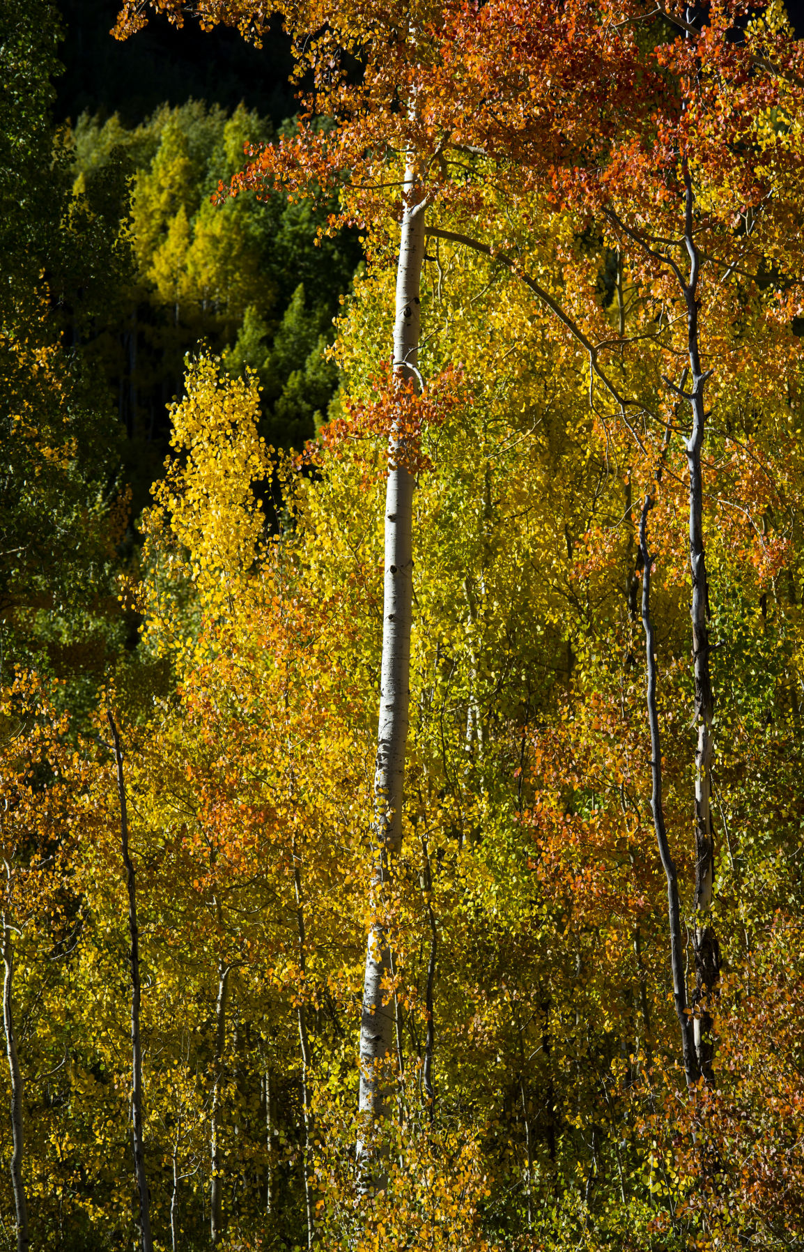 Aspens on Red Mountain Pass glow in the afternoon sun Wednesday, Sept. 20, 2017, between Ouray and Silverton, Colo. (The Gazette, Christian Murdock) (CHRISTIAN MURDOCK THE GAZETTE)