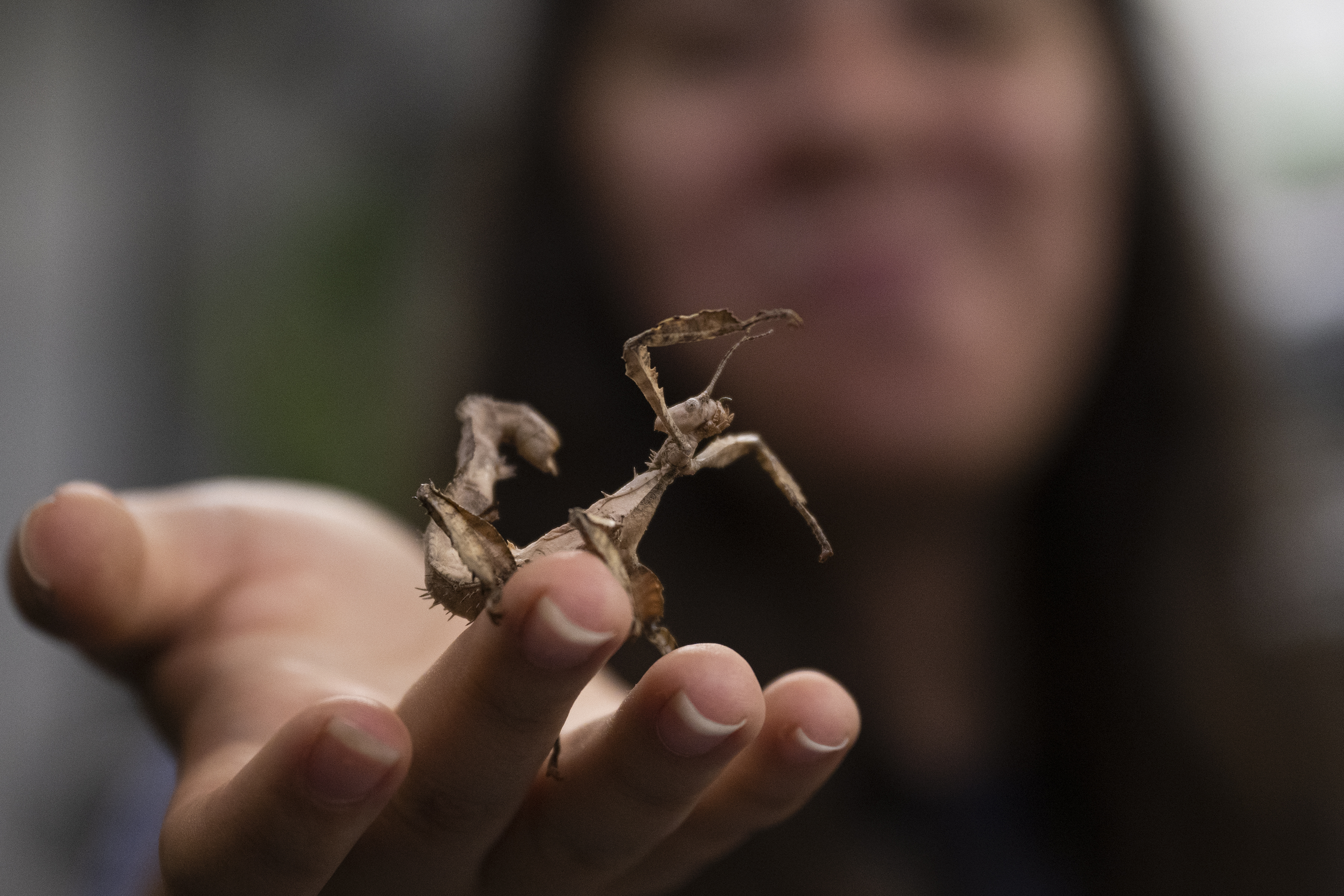 Lepidopterist manager Shiran Hershcovich shows a MacLeay’s Spectre, commonly called or the Australian walking stick, on Sunday, July 31, 2022, at the Butterfly Pavilion in Westminster, Colo.(Timothy Hurst/The Denver Gazette) (Timothy Hurst)