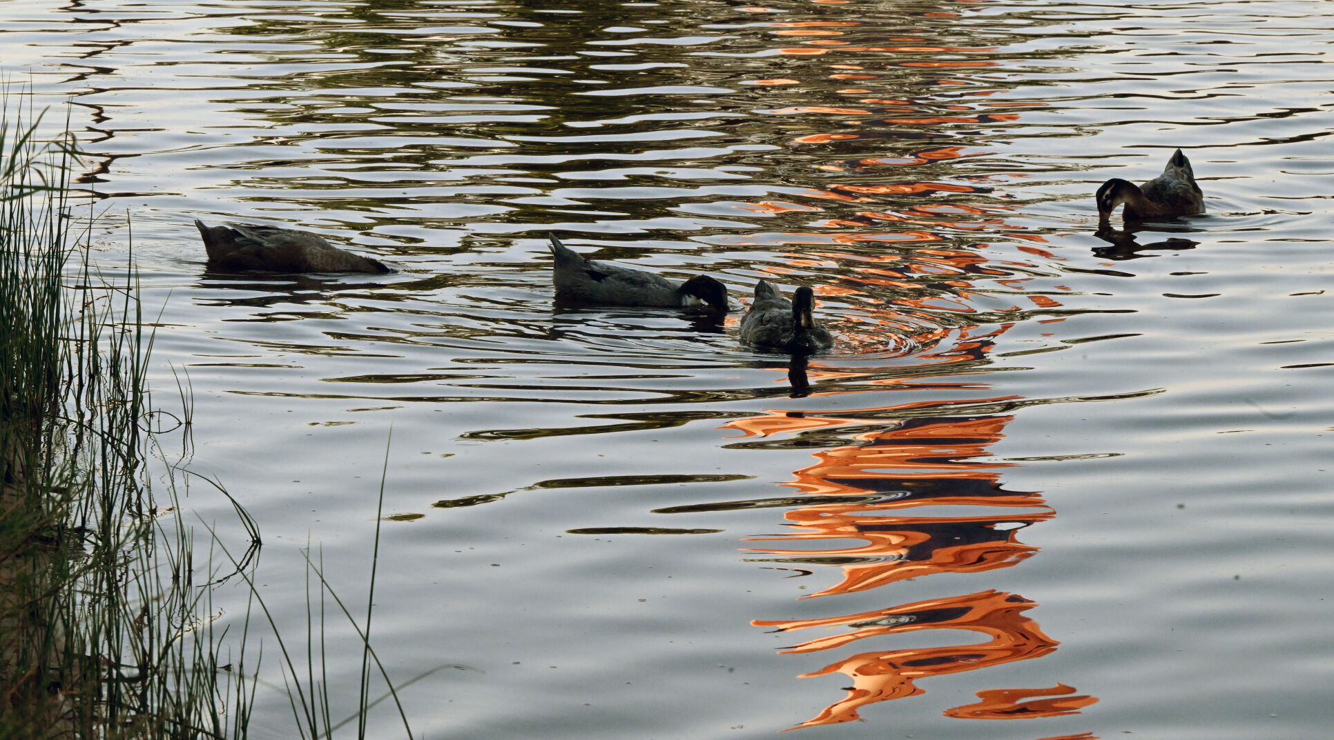 Ducks swim in the reflection of a balloon at Prospect Lake during the Labor Day Lift Off. (Photo by Jerilee Bennett, The Gazette) (Jerilee Bennett)