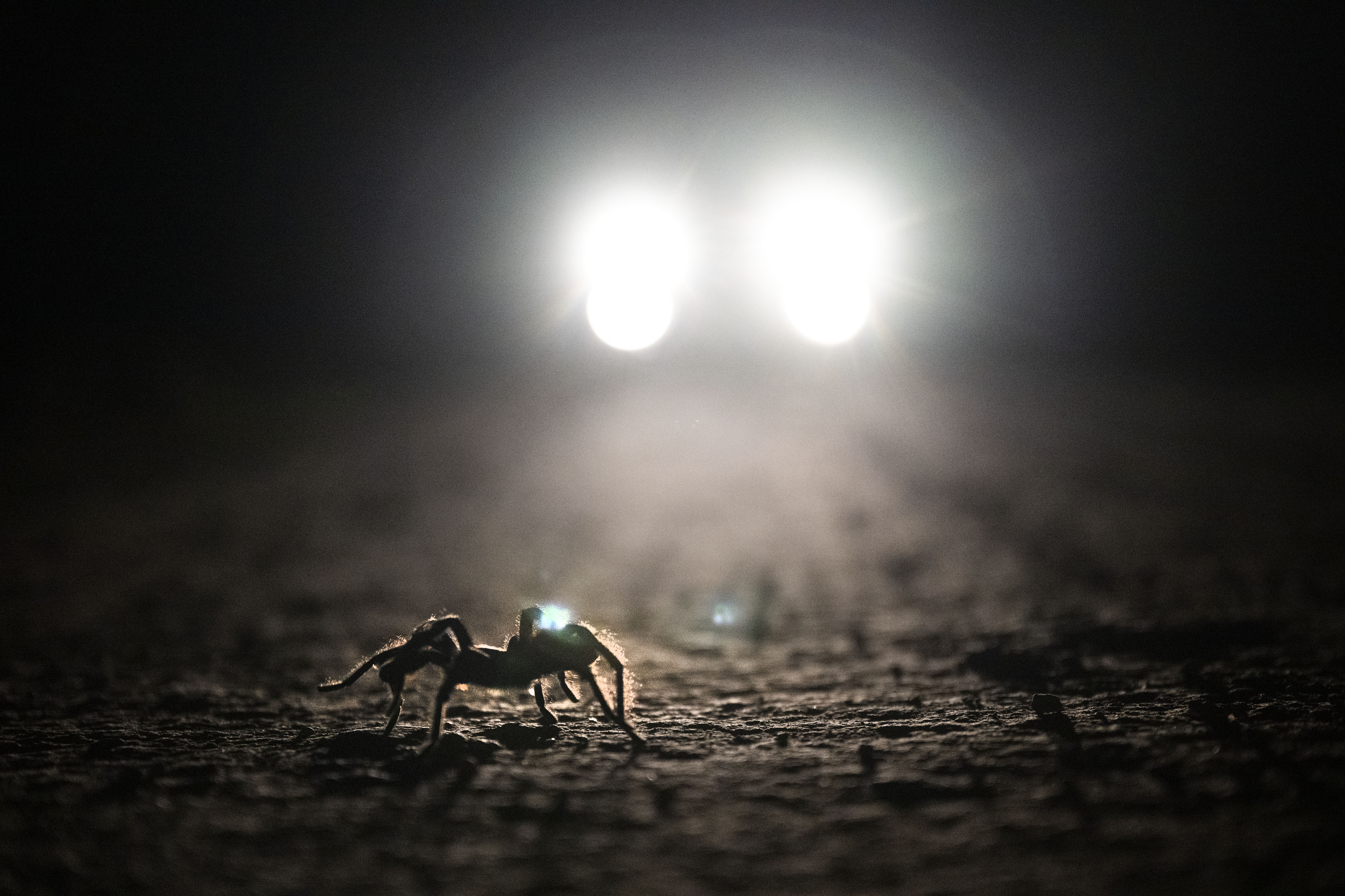 Vehicle headlights show a male tarantula attempting to cross a dirt road on the Heartland Ranch Nature Preserve on Friday, Sept. 23, at the Southern Plains Land Trust near Lamar, Colo. Many male tarantulas are killed while crossing roads and highways as they search for mates. (Timothy Hurst/The Denver Gazette) (TimHursttim.hurst@gazette.comhttps://secure.gravatar.com/avatar/aca82bd62b4ee425c598527cd6faa1b1?d=mm&r=g)