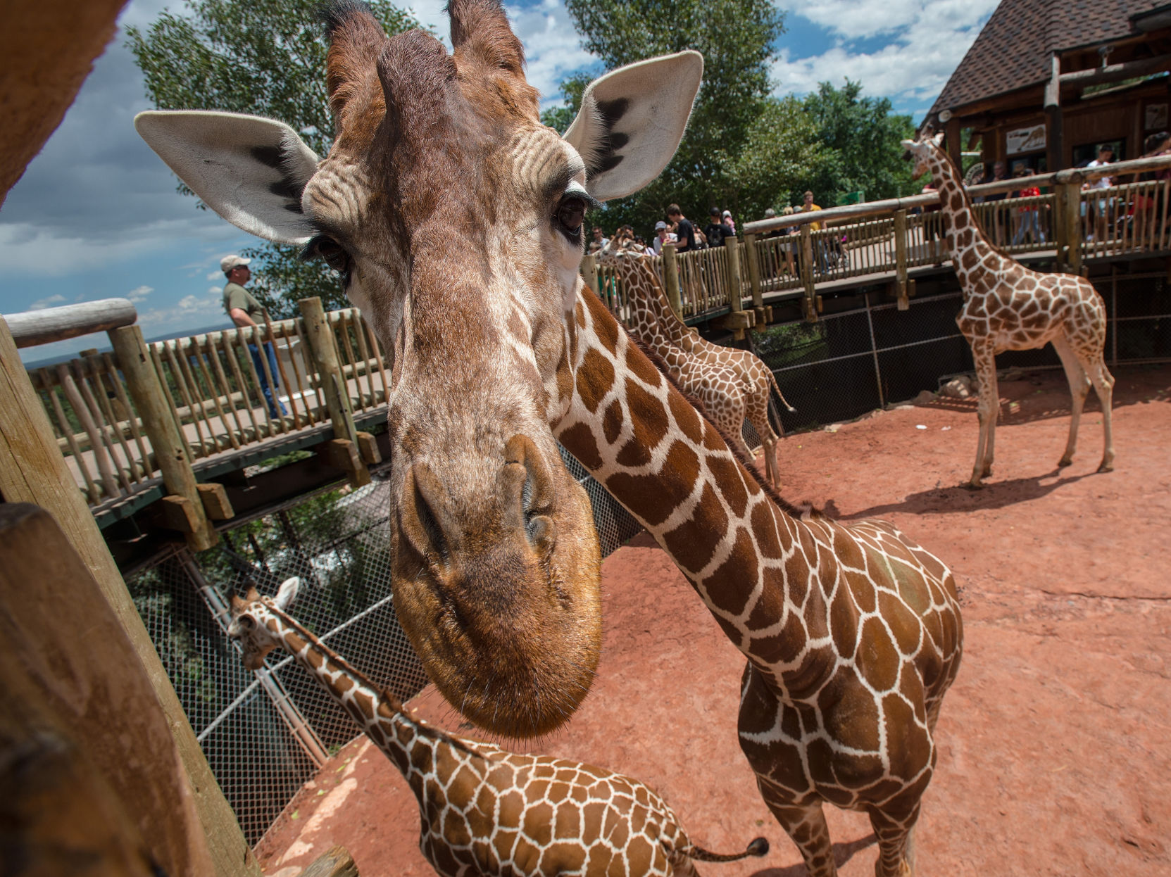 ‘Giraffe calf magic’ in the air at Cheyenne Mountain Zoo