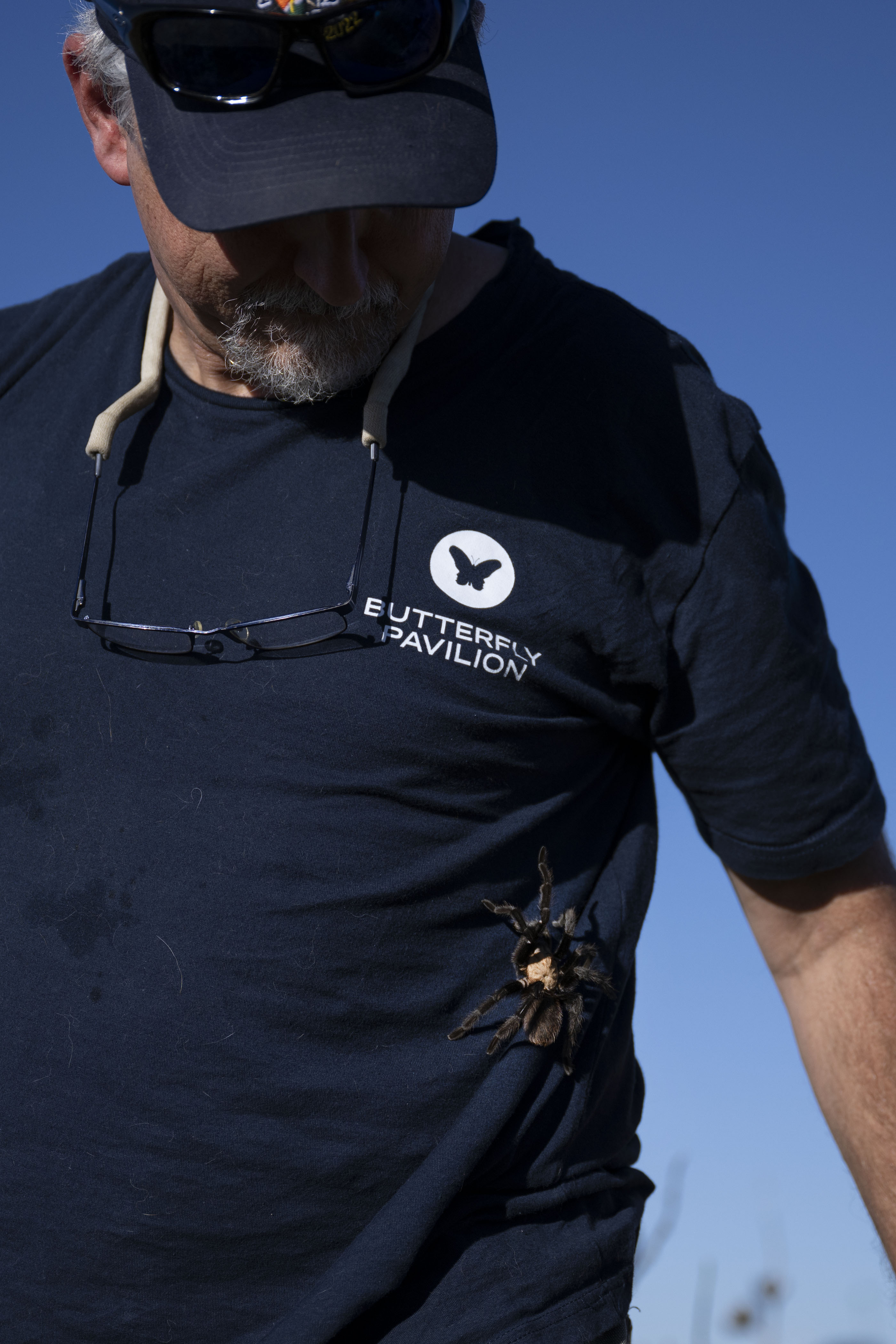 A wandering male tarantula climbs up Butterfly Pavilion Vice President of science and conservation Rich Reading’s shirt before being captured on Friday, Sept. 23, on the Southern Plains Land Trust Heartland Ranch near Lamar, Colo. (Timothy Hurst/The Denver Gazette) (TimHursttim.hurst@gazette.comhttps://secure.gravatar.com/avatar/aca82bd62b4ee425c598527cd6faa1b1?d=mm&r=g)