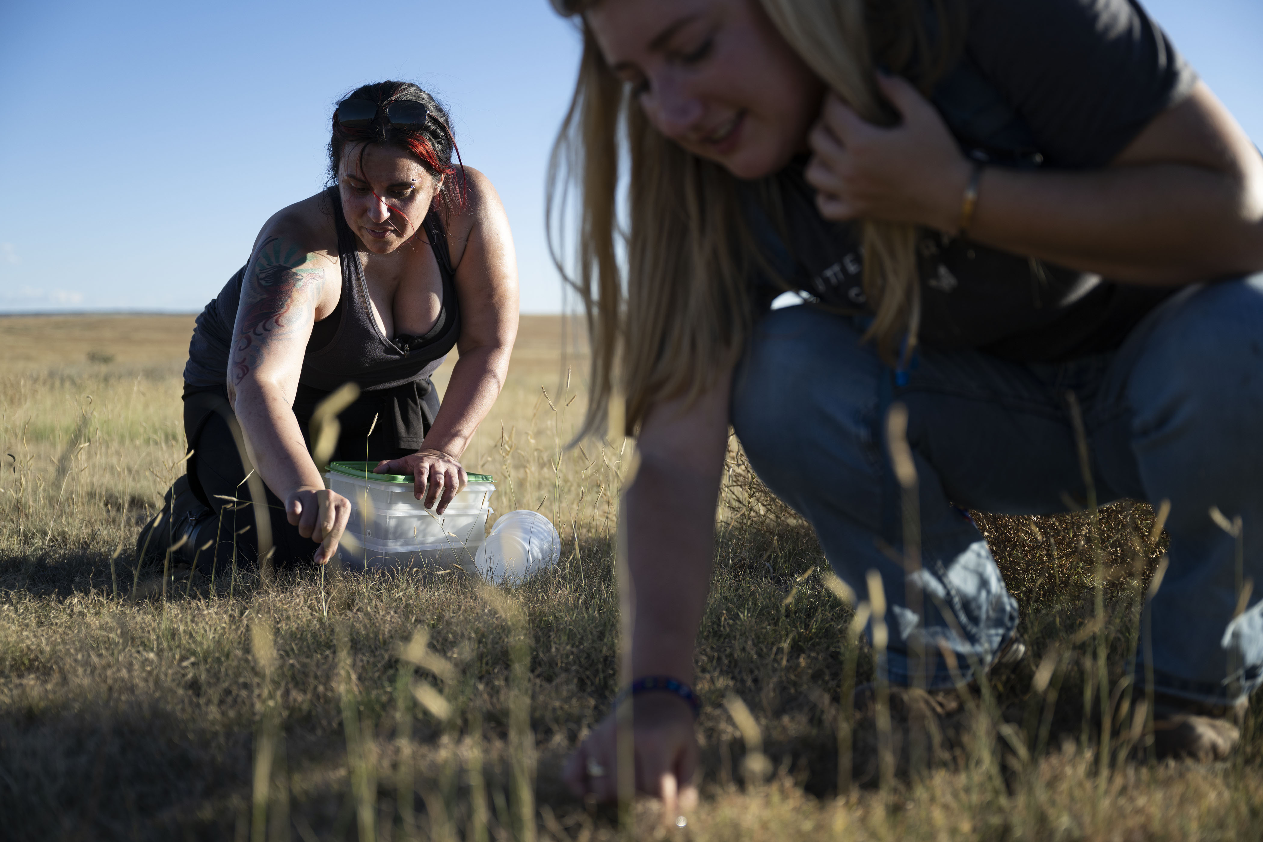 Butterfly Pavilion target species manager Lorna McCallister, right, and Colorado State University PhD candidate Jackie Billotte attempt to fish female tarantulas out of their dens on Friday, Sept. 23, on the Heartland Ranch Nature Preserve near Lamar, Colo.(Timothy Hurst/The Denver Gazette) (TimHursttim.hurst@gazette.comhttps://secure.gravatar.com/avatar/aca82bd62b4ee425c598527cd6faa1b1?d=mm&r=g)