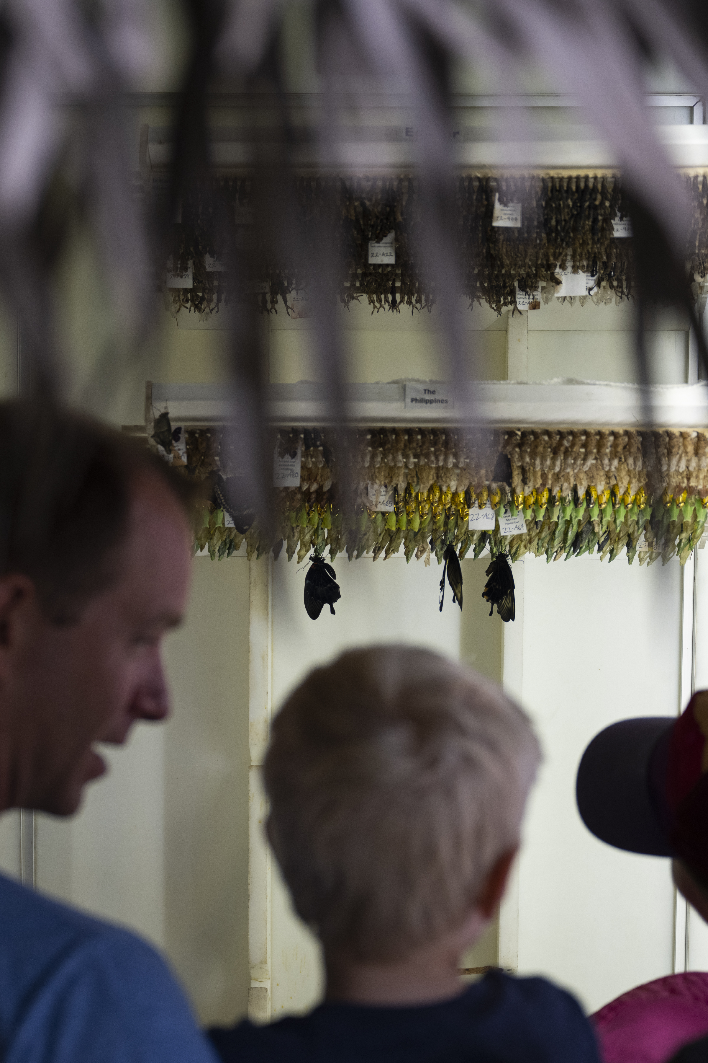 Patrons look on as butterflies slowly emerge from their chrysalis on Sunday, July 31, 2022, at the Butterfly Pavilion in Westminster, Colo.(Timothy Hurst/The Denver Gazette) (Timothy Hurst)