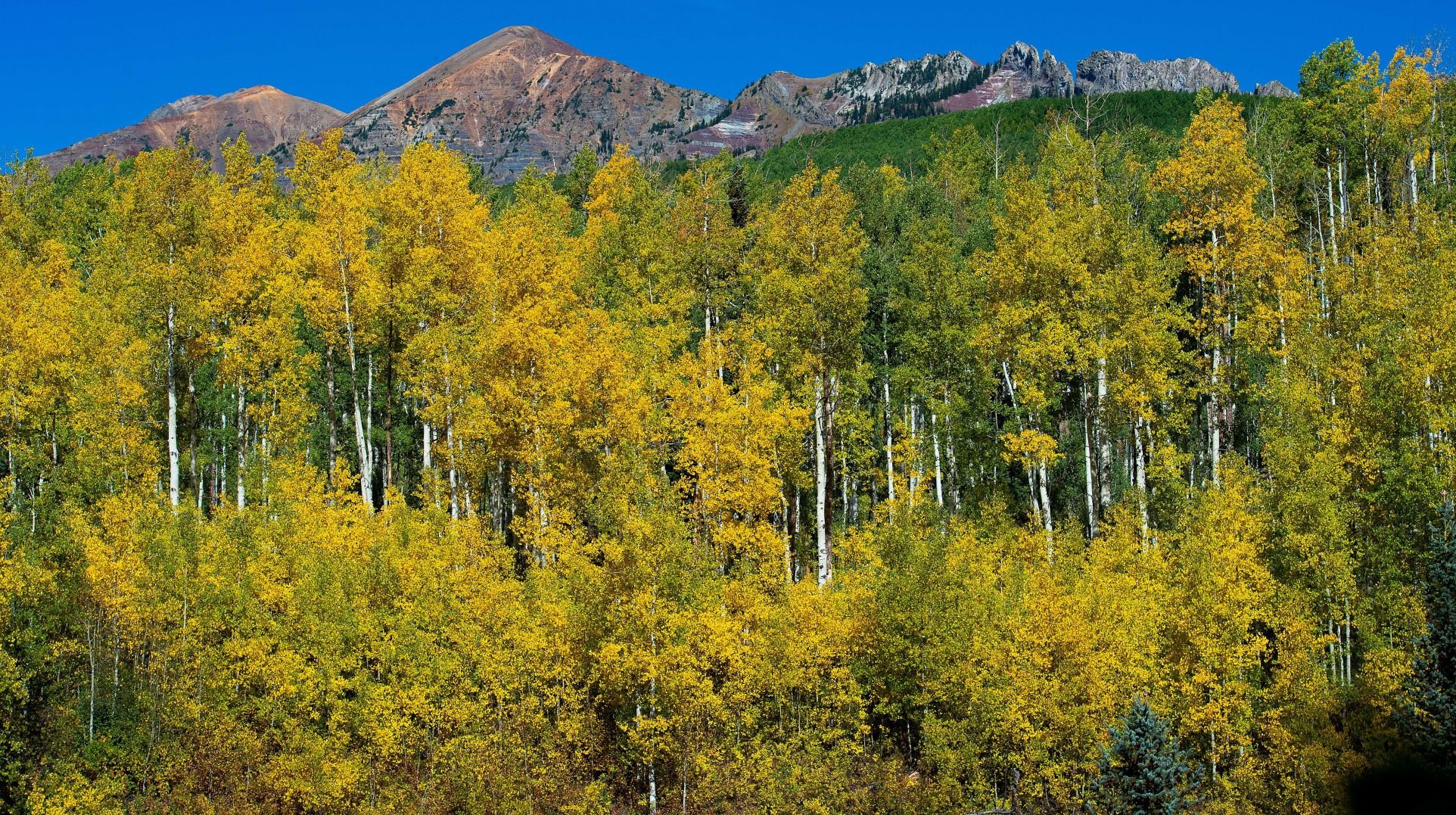 Utah has claim to largest aspen clone, but maybe it’s in Colorado
