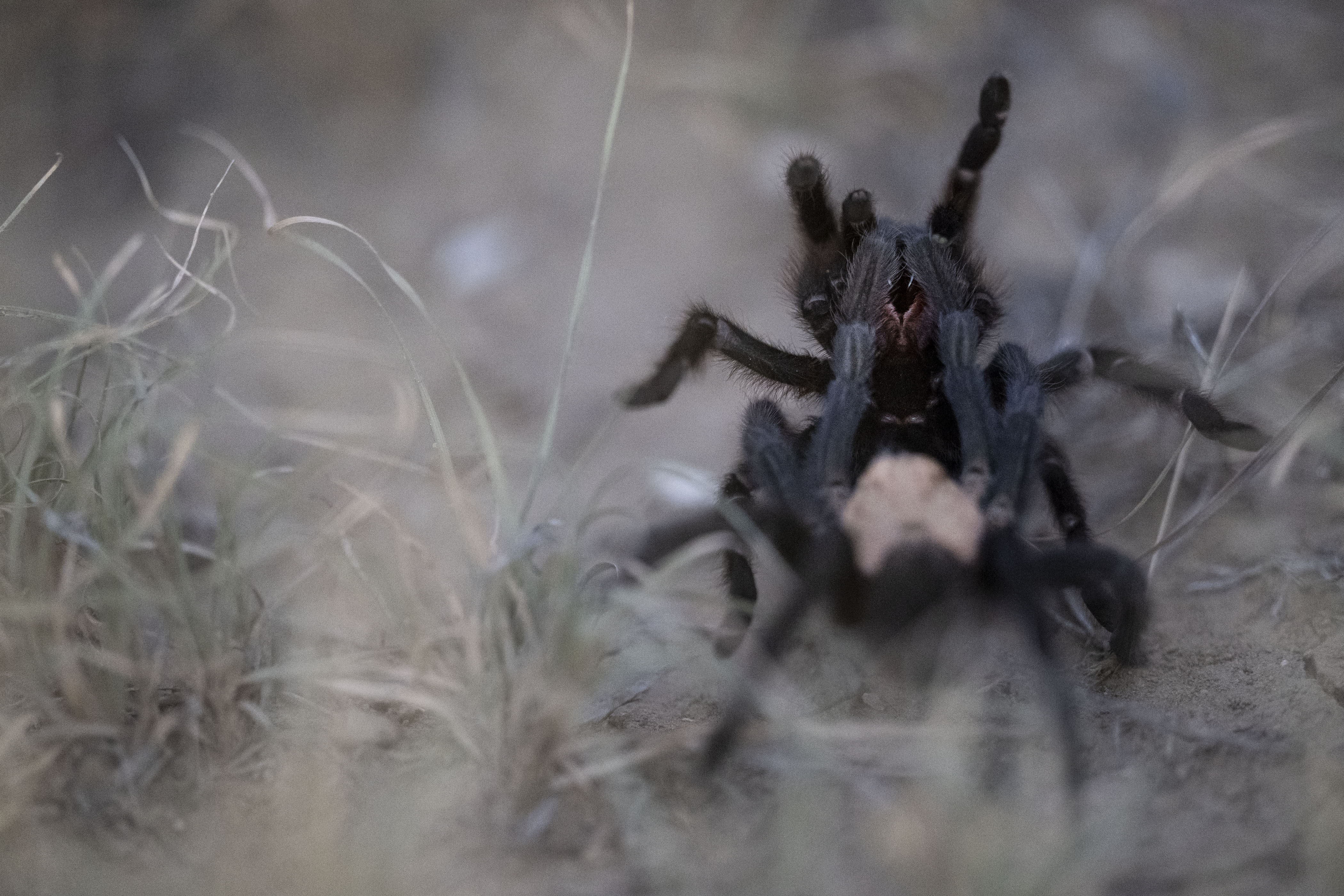 A male tarantula lifts up a female to deposit sperm after getter her to come out of her den to mate on Friday, Sept. 23, on the Southern Plains Land Trust Heartland Ranch near Lamar, Colo. It’s not uncommon for females to kill males after mating, though this male survived the encounter and will likely continue to search for other females before he dies. (Timothy Hurst/The Denver Gazette) (TimHursttim.hurst@gazette.comhttps://secure.gravatar.com/avatar/aca82bd62b4ee425c598527cd6faa1b1?d=mm&r=g)