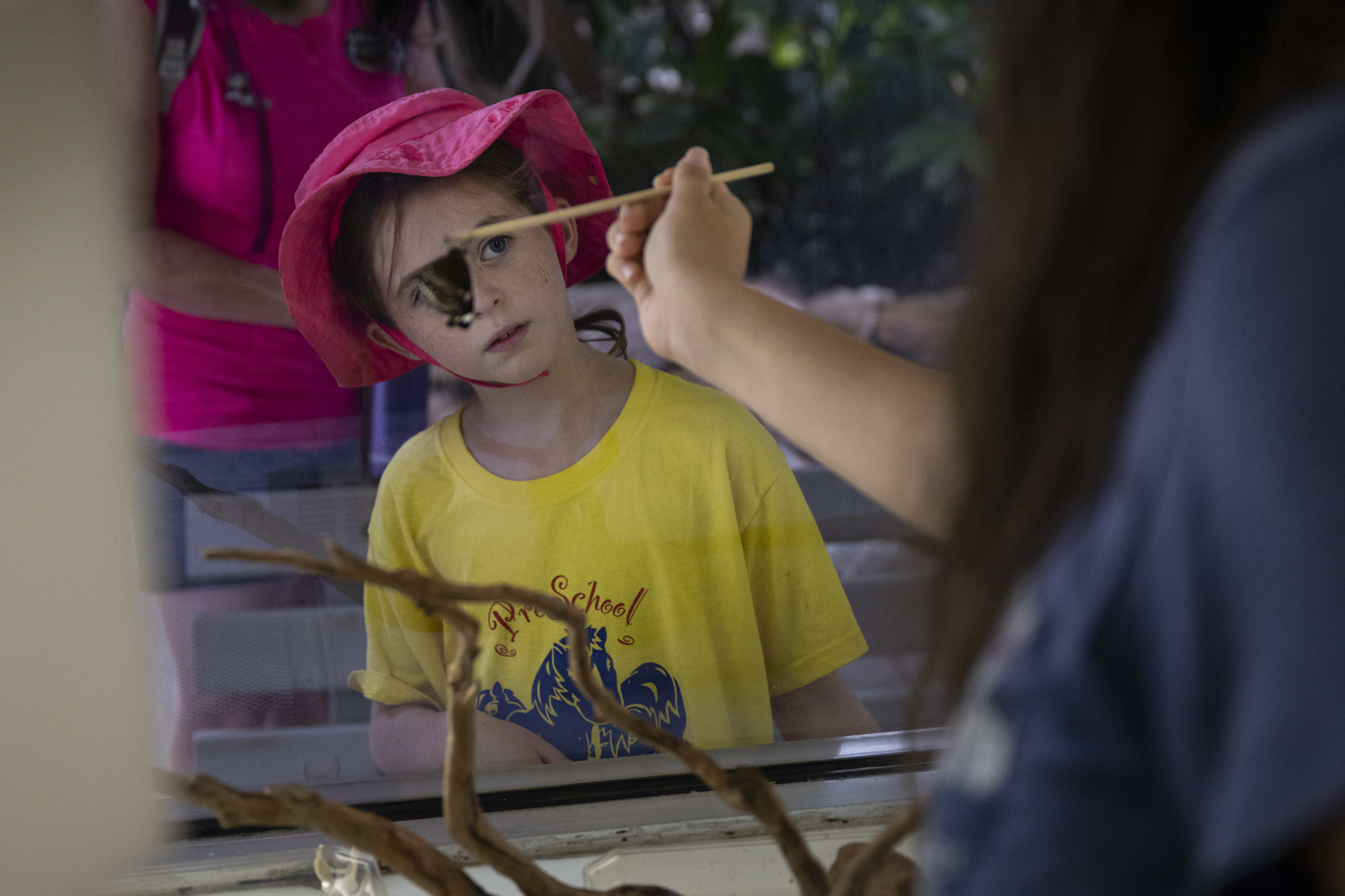Zoe Mills, 7, looks on as Lepidopterist manager Shiran Hershcovich picks up a hypolimnas bolina butterfly that recently emerged from its chrysalis on Sunday, July 31, 2022, at the Butterfly Pavilion in Westminster, Colo.(Timothy Hurst/The Denver Gazette) (Timothy Hurst)