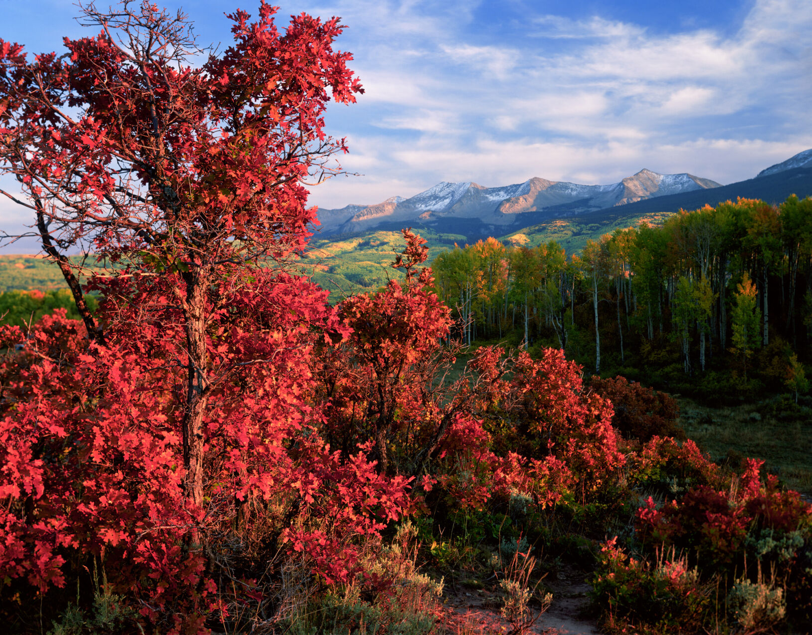 A stand of Gambel oak turns bright red along Kebler Pass near Crested Butte. See more John Fielder photos at his website, johnfielder.com. (Photo by John Fielder)