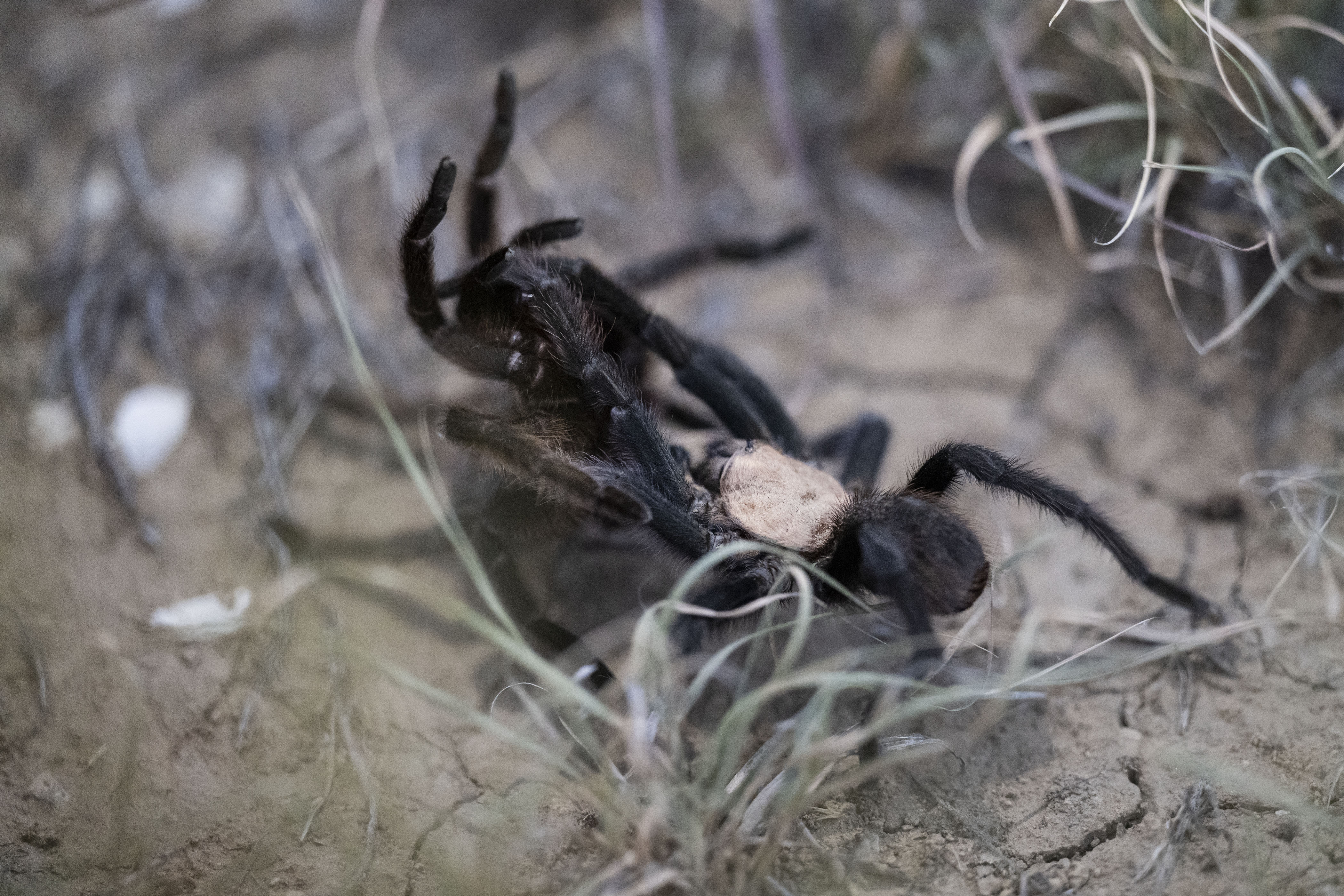 A male tarantula lifts up a female to deposit sperm after getter her to come out of her den to mate on Friday, Sept. 23, on the Southern Plains Land Trust Heartland Ranch near Lamar, Colo. It’s not uncommon for females to kill males after mating, though this male survived the encounter and will likely continue to search for other females before he dies. (Timothy Hurst/The Denver Gazette) (TimHursttim.hurst@gazette.comhttps://secure.gravatar.com/avatar/aca82bd62b4ee425c598527cd6faa1b1?d=mm&r=g)