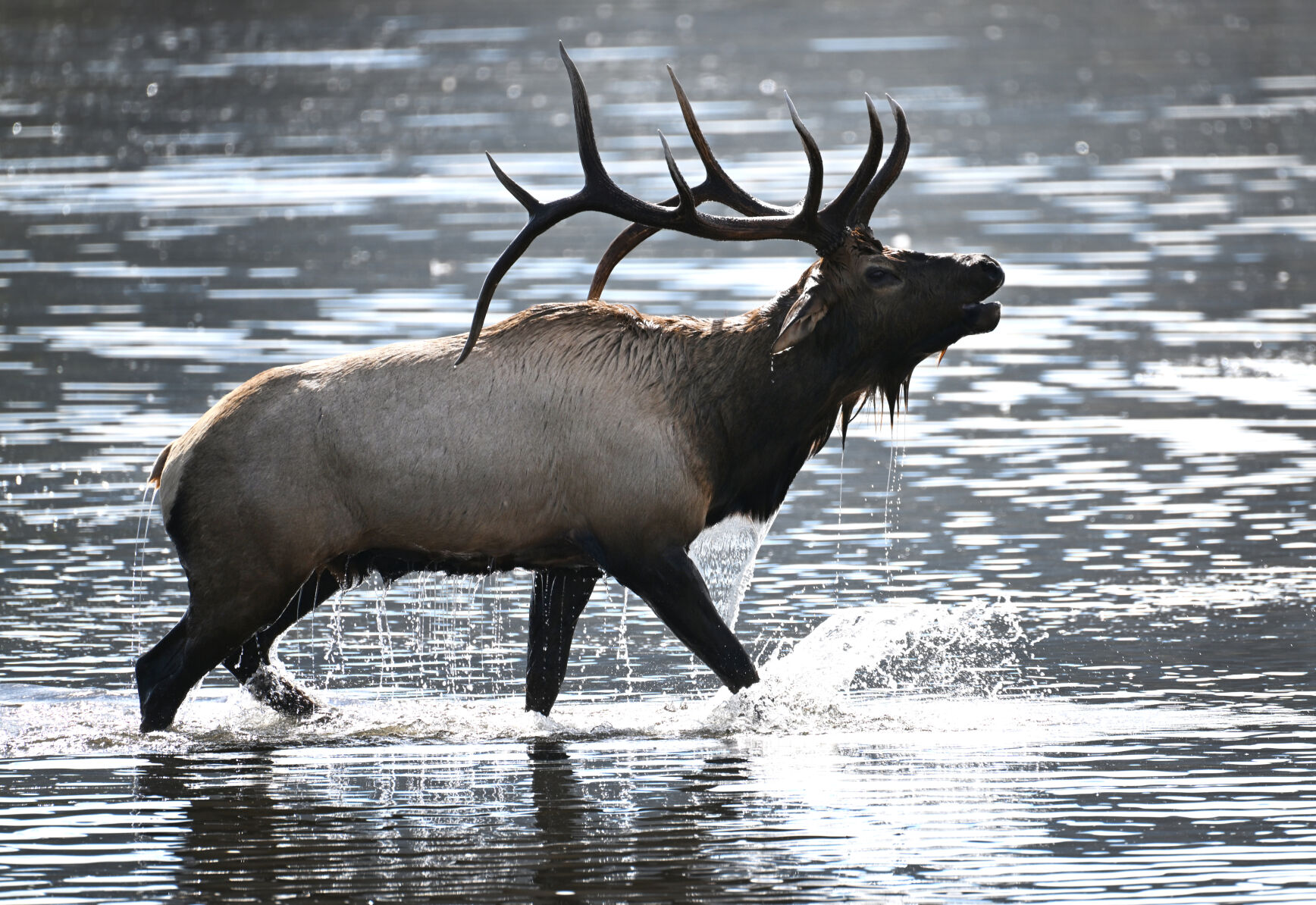 A bull elk returns to the shore of Lake Estes after fighting another bull for control of the harem of cows Tuesday, Sept. 27, 2022, during the annual elk rut. (The Gazette, Christian Murdock) (Christian Murdock/The Gazette)