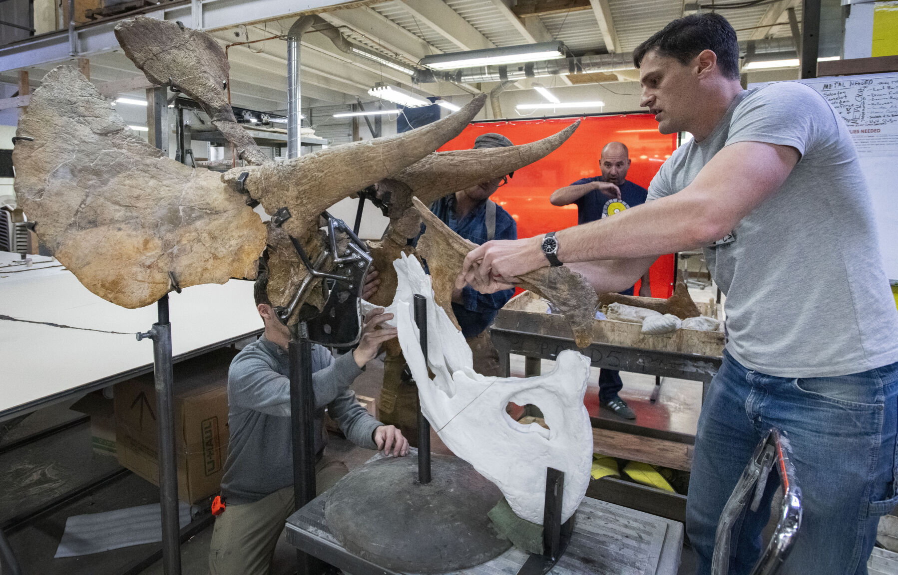 Jacob Jett, left, Ryan Gorton, center, and Keaton Burghardt, below, reconstruct the skeleton of the triceratops dinosaur in the labs Wednesday, Oct. 26, 2022, in the lab at Triebold Paleontology, Inc., the Dinosaur Resource Center in Woodland Park. (The Gazette, Christian Murdock) (Christian Murdock/The Gazette)