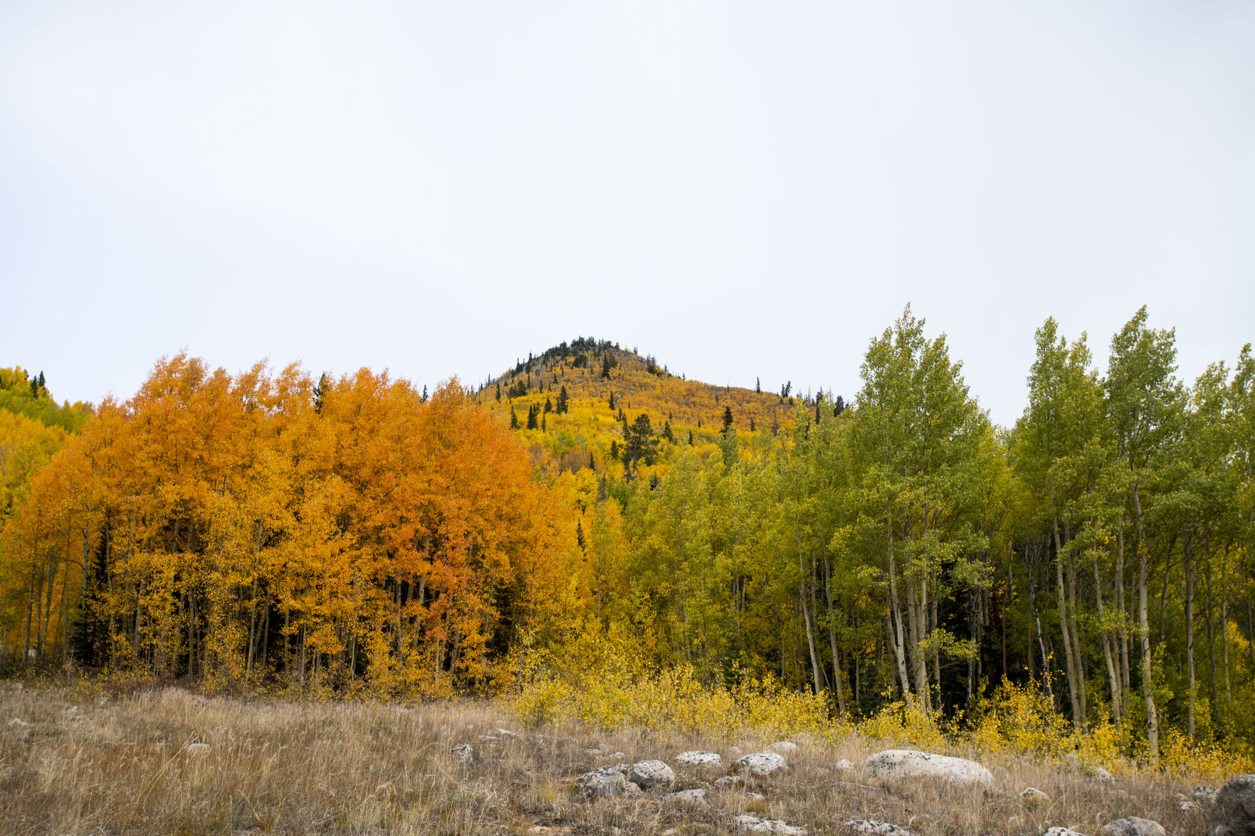 Denver calls on residents to compost fallen leaves