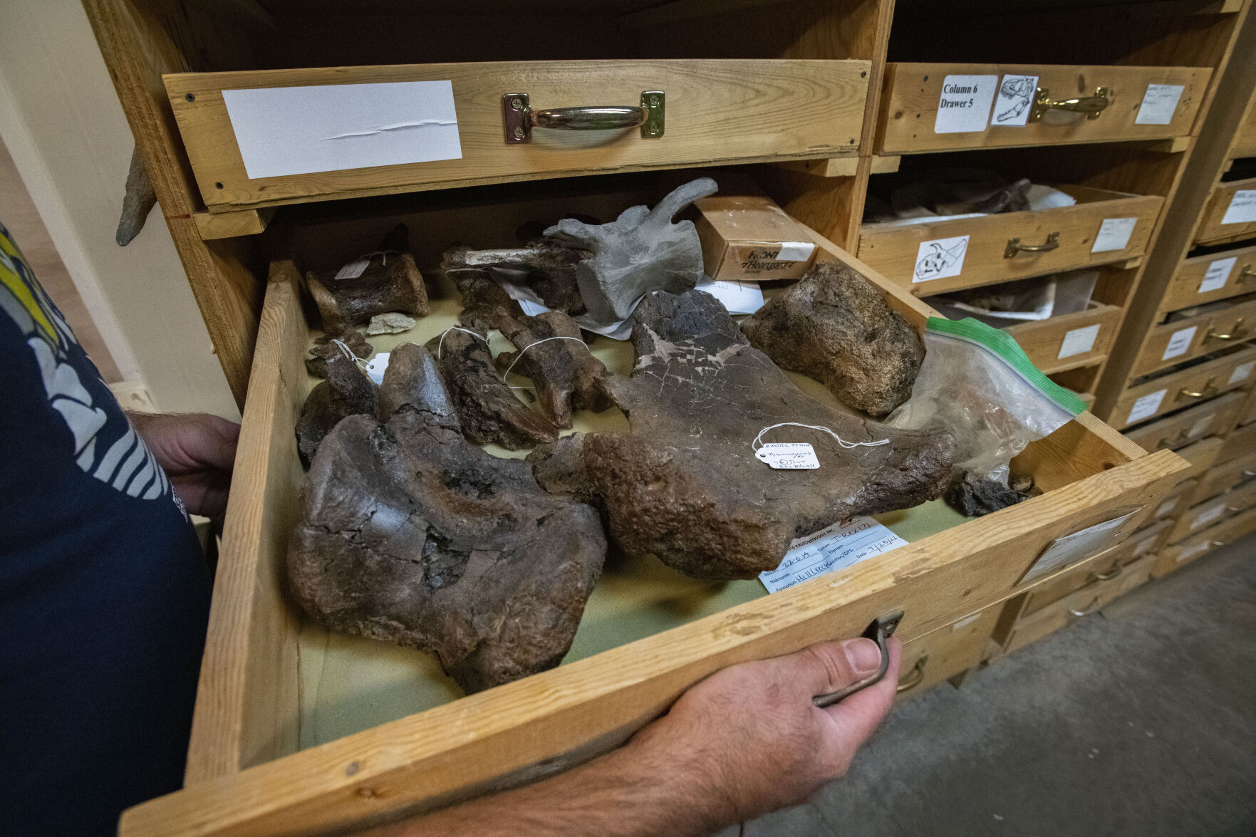 Curator Anthony Maltese opens a drawer full of bones at the Dinosaur Resource Center in Woodland Park Wednesday, Oct. 26, 2022, from the T. Rex he discovered in South Dakota this summer. Maltese named the dinosaur Valerie after his wife. (The Gazette, Christian Murdock) (Christian Murdock/The Gazette)