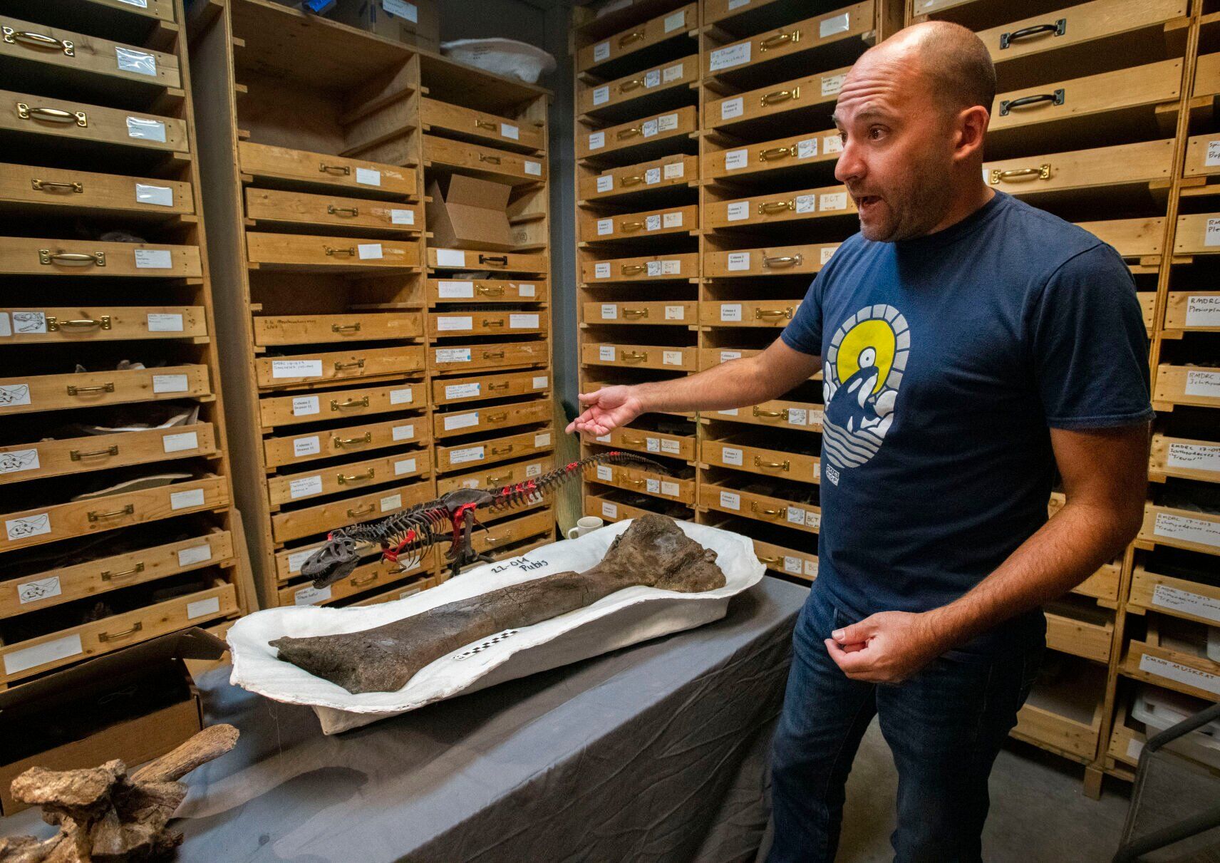 Curator Anthony Maltese talks Wednesday, Oct. 26, 2022, at the Dinosaur Resource Center in Woodland Park about the T. Rex he discovered this summer in South Dakota. The red bones on the dinosaur model in front of him shows the bones his crew has unearthed from the fossil field. The pubis bone and a vertebra from the dinosaur sit on the table. (The Gazette, Christian Murdock) (Christian Murdock/The Gazette)