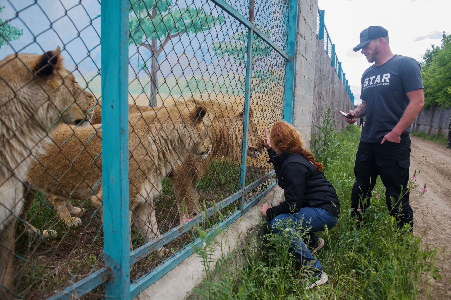 Far from a war-torn Ukrainian zoo, 9 lions now call Colorado home